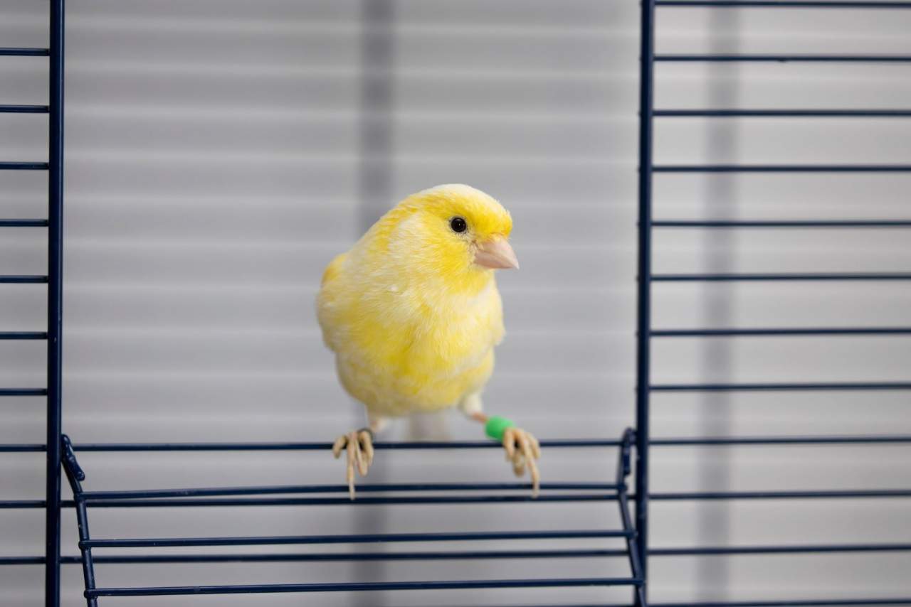 Jaulanimal: Así es como se puede escoger una jaula para la mascota de manera eficiente