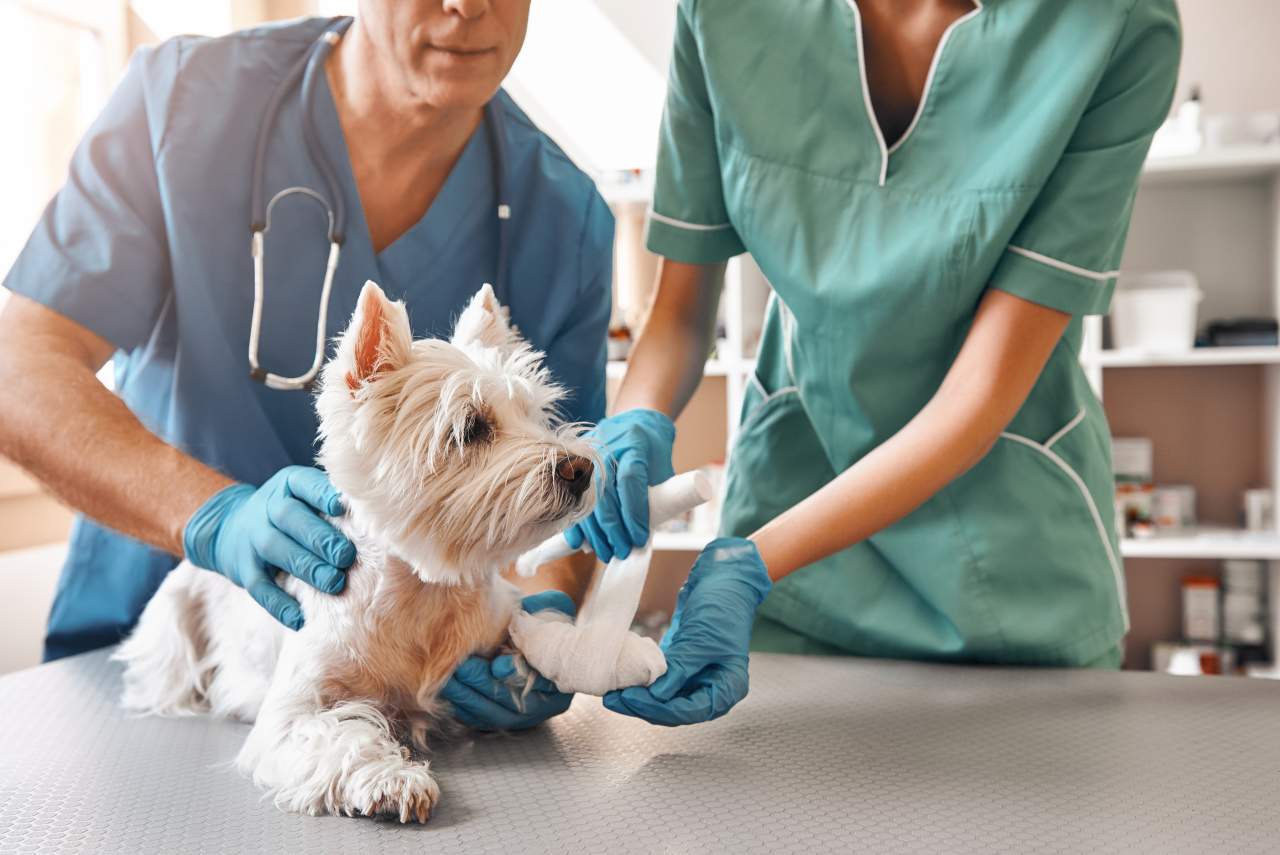 El Estrecho: Clínica veterinaria de urgencias en Algeciras