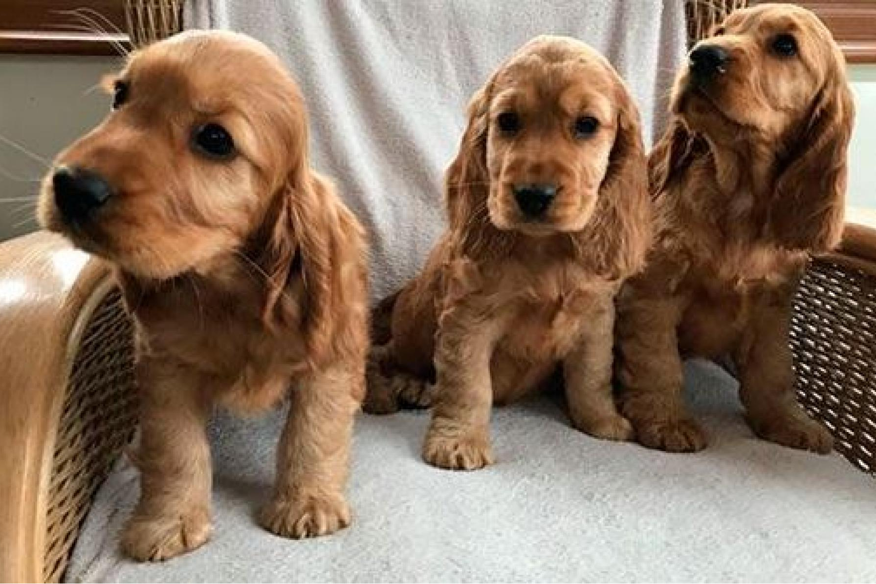 Tienda Cachorro: venta de cachorros de núcleo zoológico y servicio de cualidad