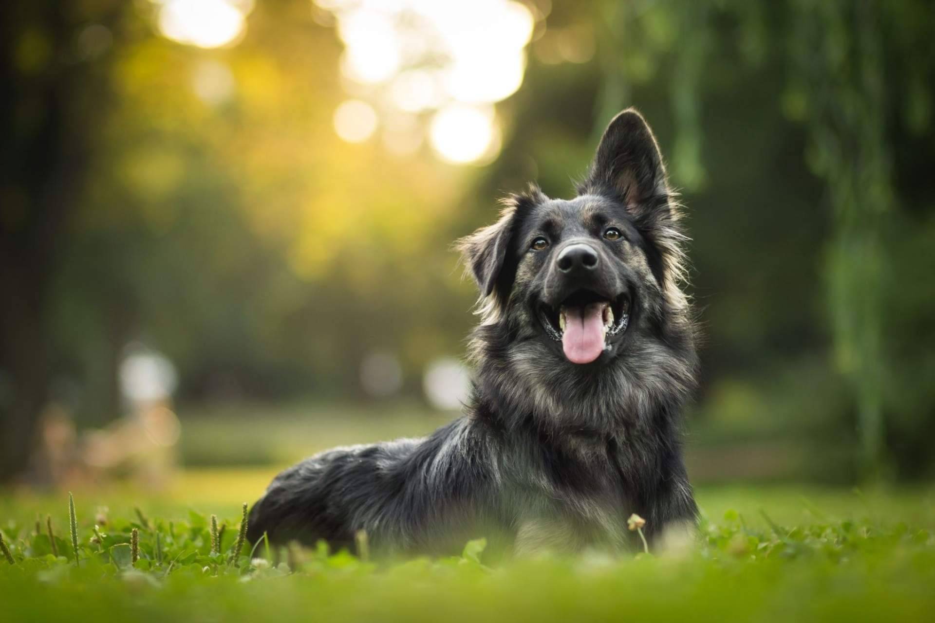 La técnica innovadora de la clínica veterinaria El Estrecho para tratar ciertas patologías: la ozonoterapia en animales