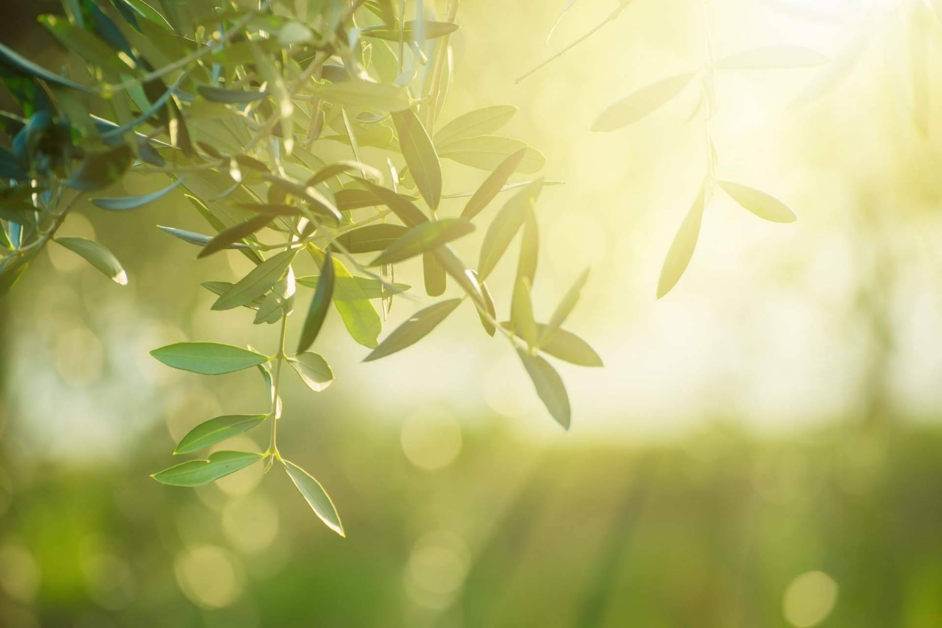 Cuidado del rostro y medioambiente: el compromiso de ILOS Natural Luxury Cosmetics