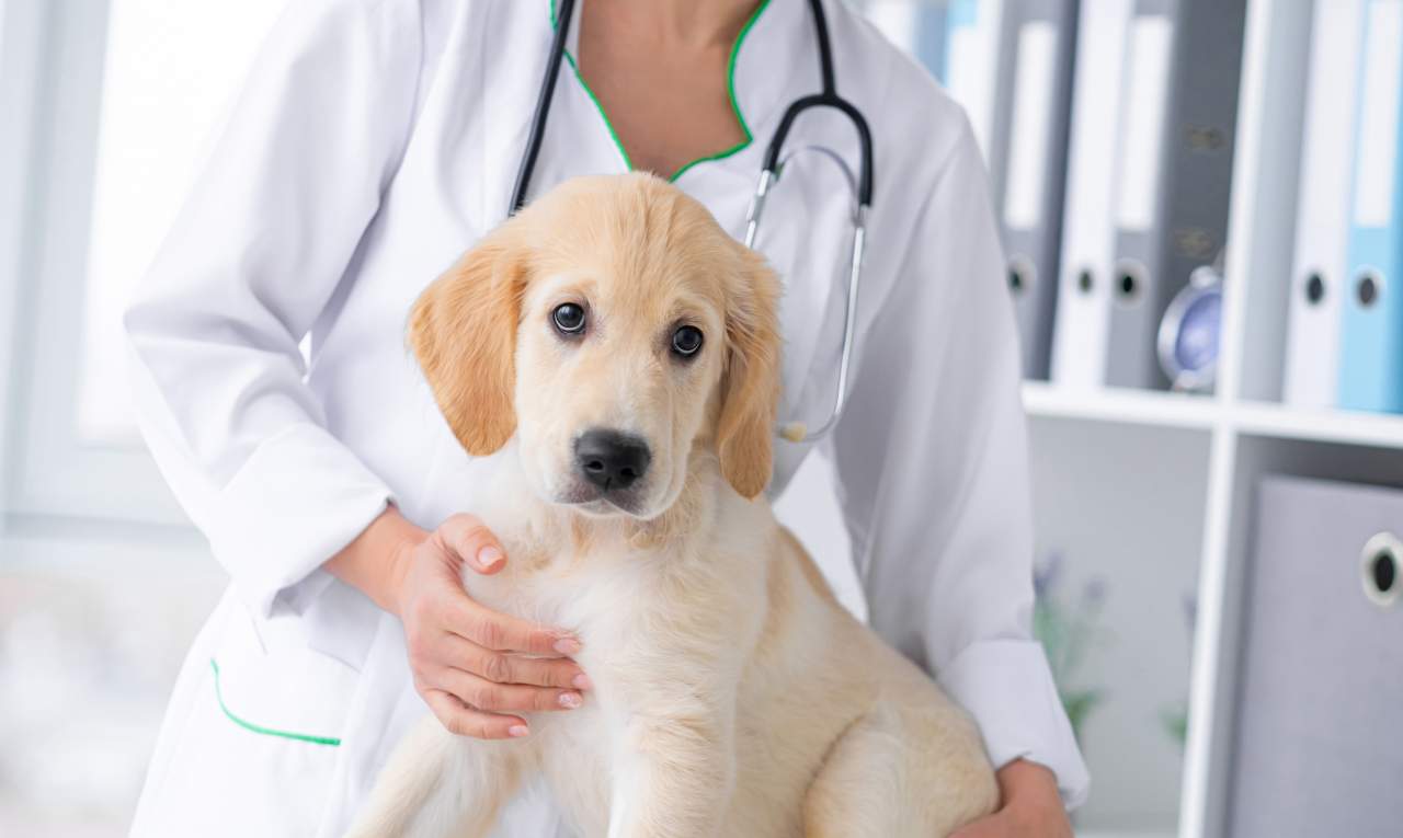 Clínica Veterinaria El Estrecho muestra en qué consiste la ozonoterapia