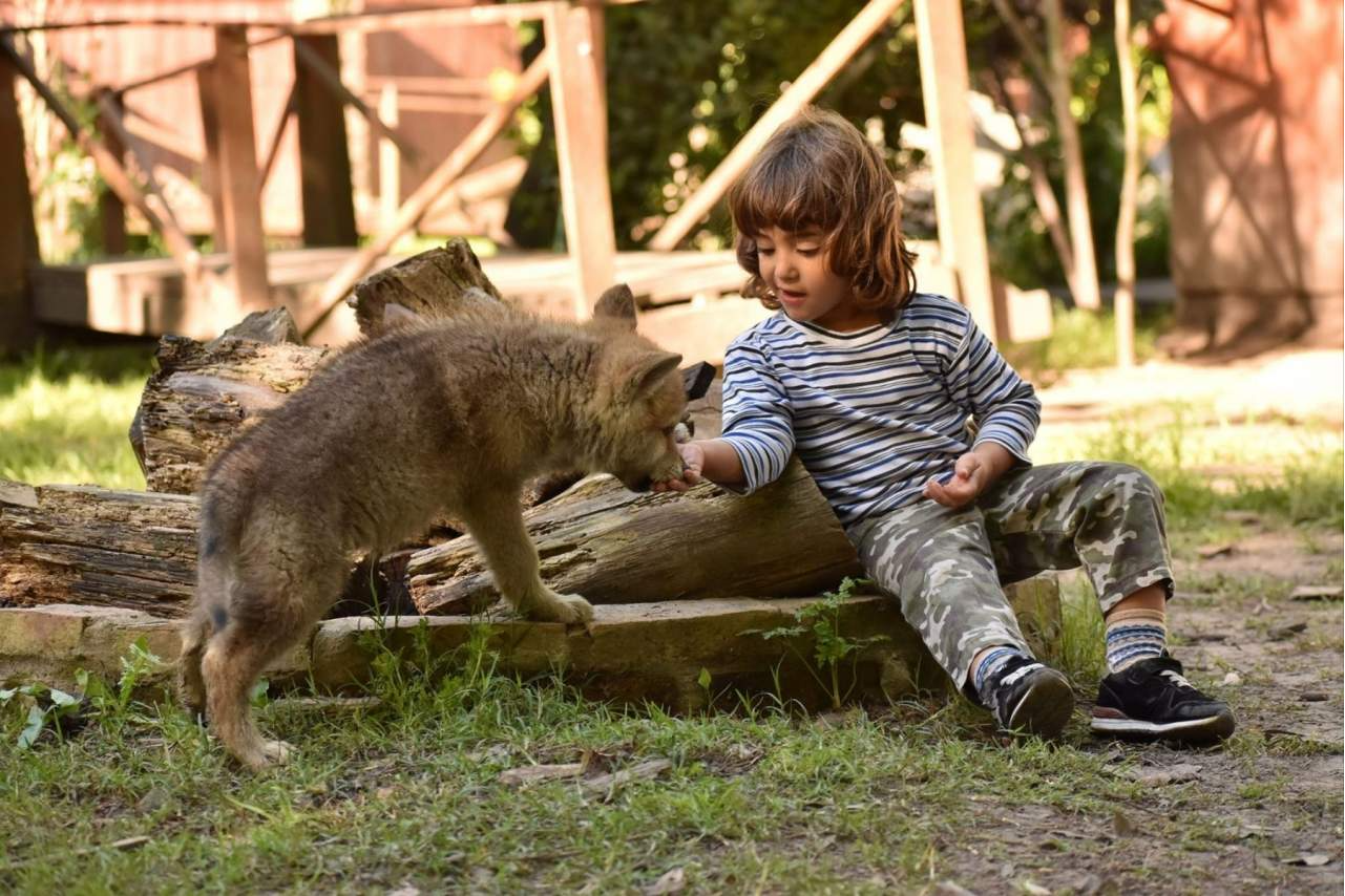 Wolves Legacy pienso, la comida de alta gama para perros que esconde toda una historia y legado detrás