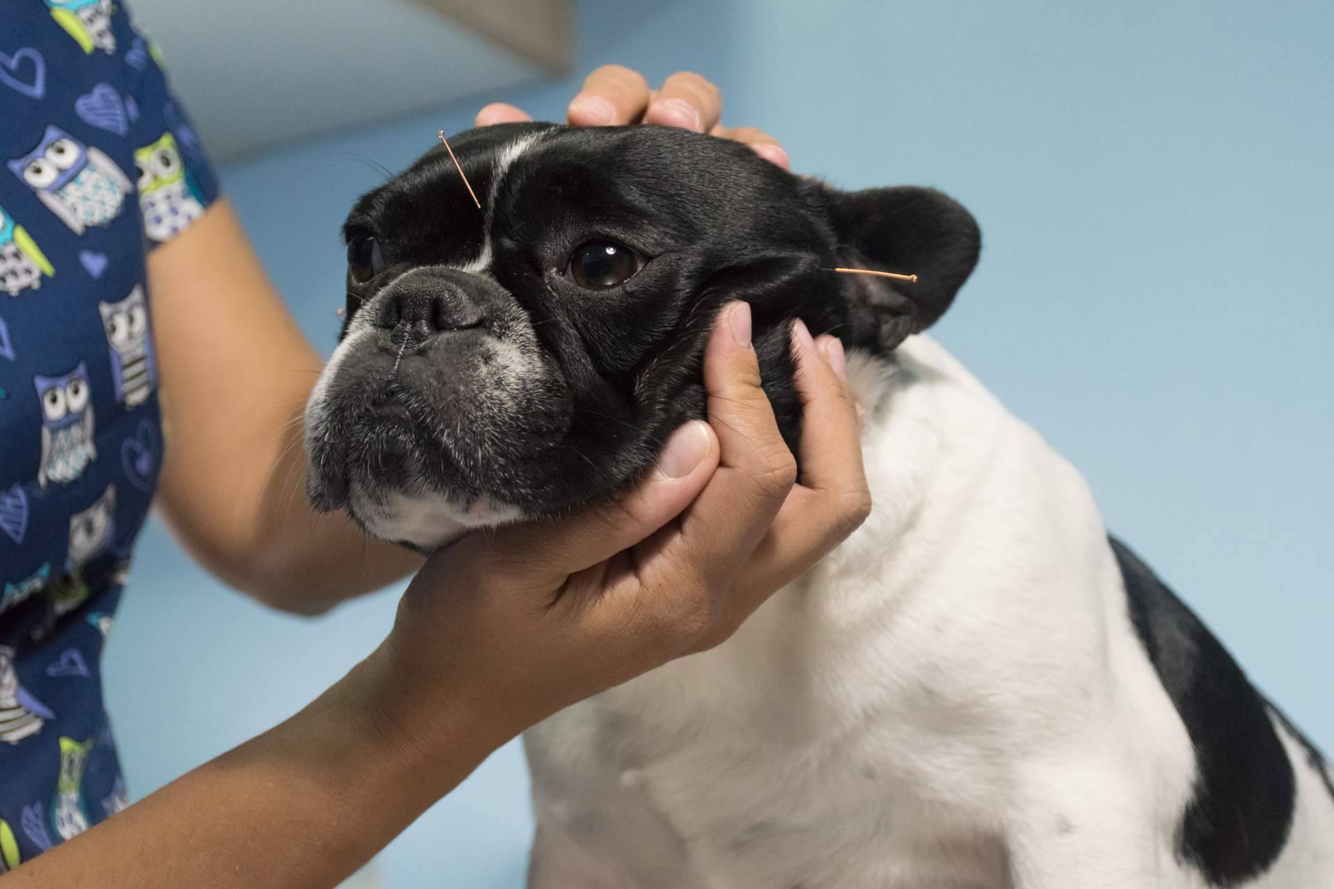 ¿Qué es la acupuntura veterinaria a domicilio? Kikai
