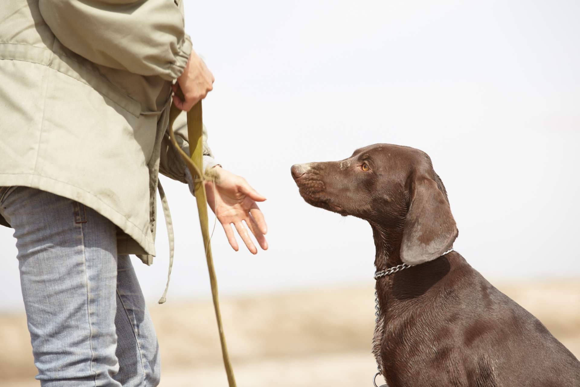 ¿Qué ofrecen los cursos certificados gratuitos de nutrición, psicología y adiestramiento caninos de Wolves Legacy?