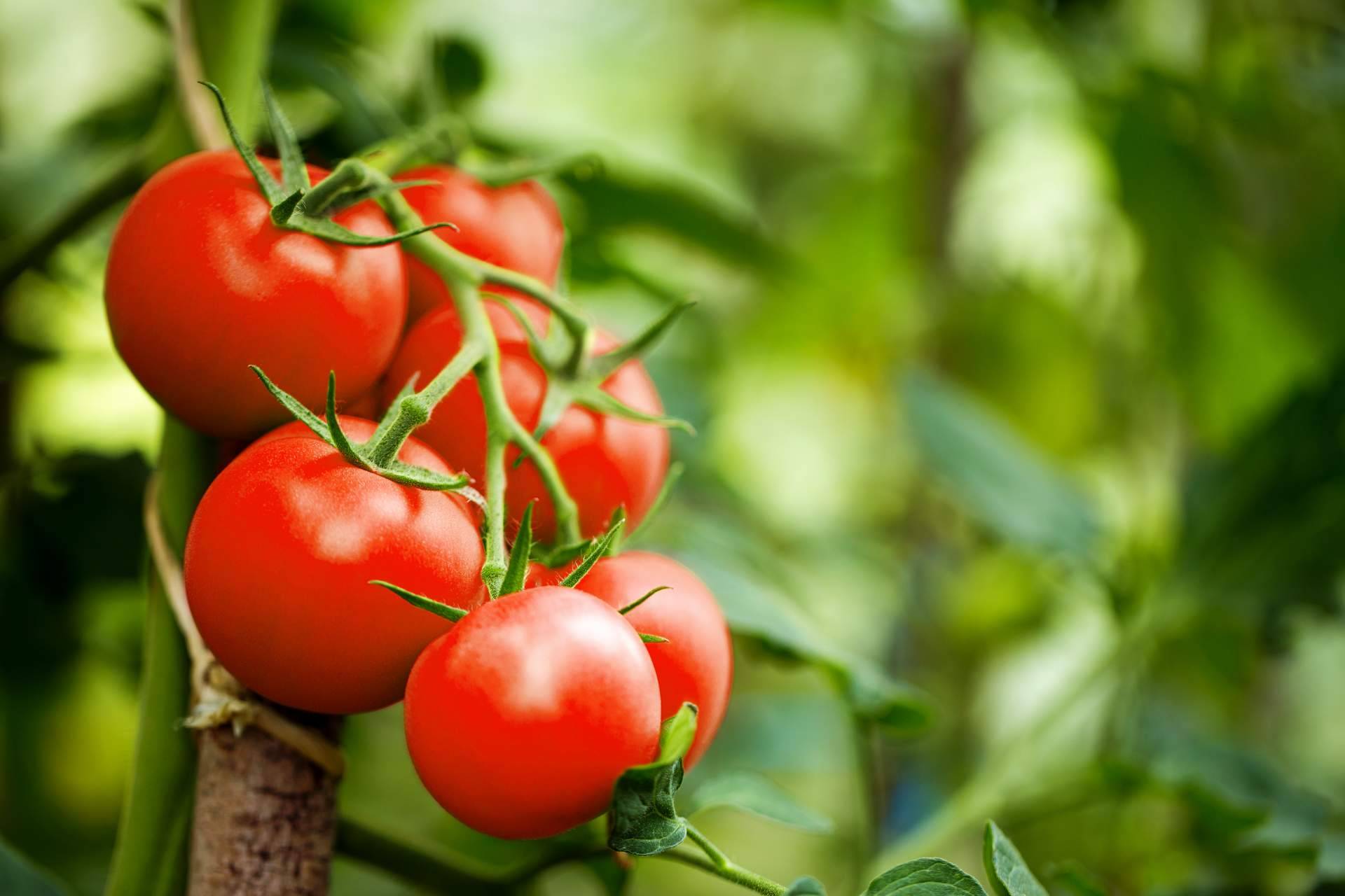 ¿Cuáles son las propiedades del tomate ecológico?: EcoSarga