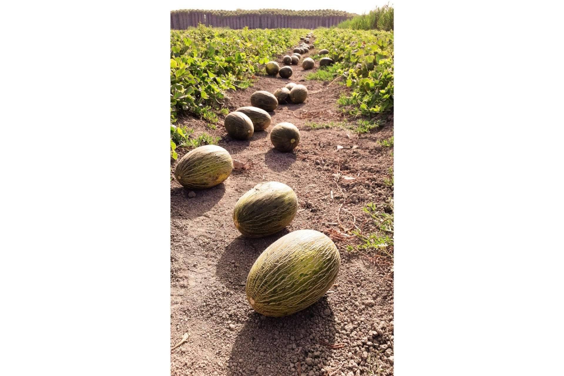 Cítricos y Delicias pone a disposición sus melones gourmet, únicos en el mercado