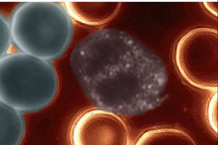 Cellumed Clinic: ¿Qué es la nutrición ortomolecular y el análisis celular?