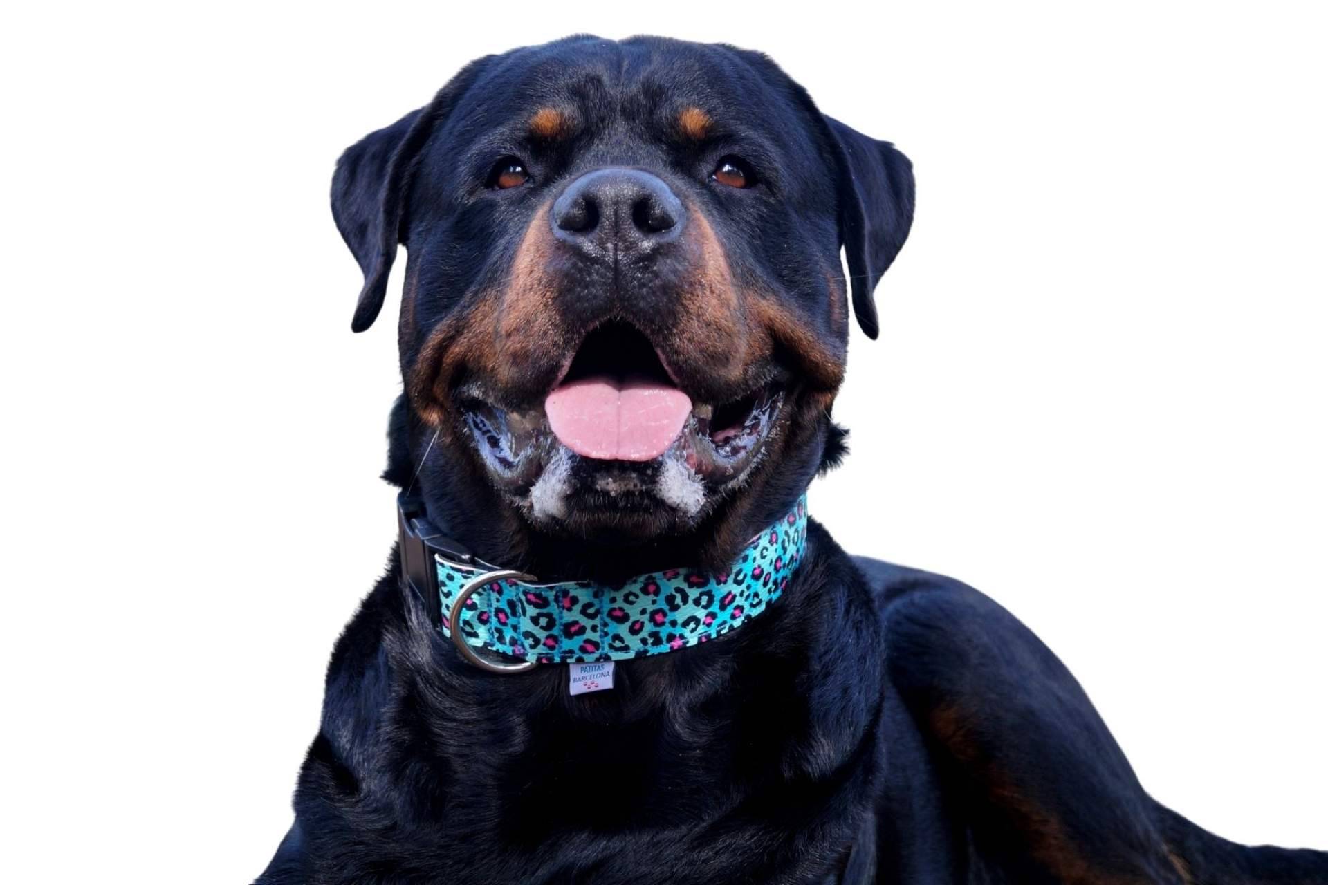 Las ventajas de comprar collares de piel sintética para perros en Patitas Barcelona