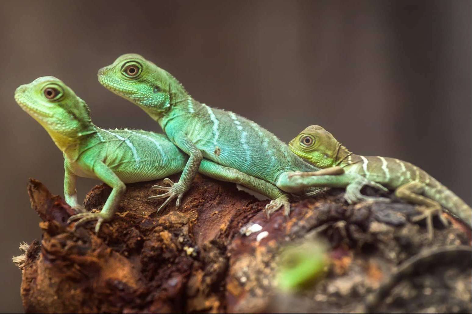 Reptiles como mascota: Animalzone expone los factores a tener en cuenta