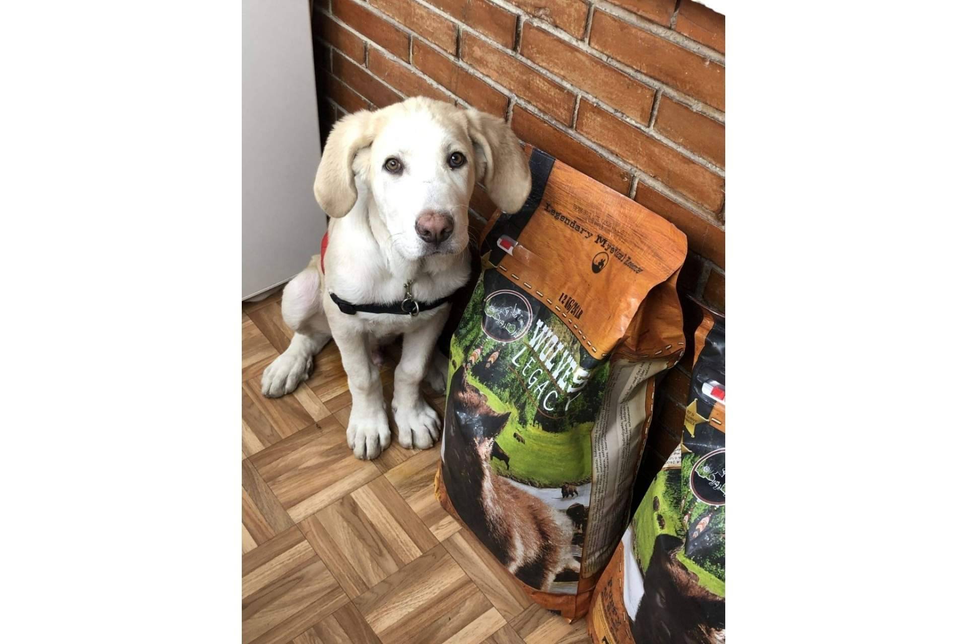 Wolves Legacy: los piensos para perros líderes en el mercado ¿Deberían ser variados?