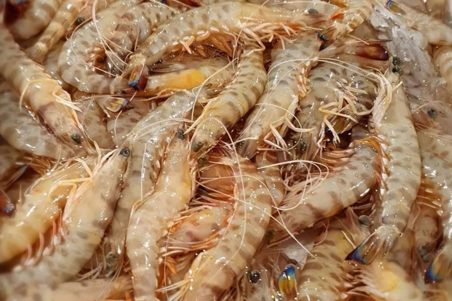 De la lonja a la mesa con comprarpescadoonline.es: los langostinos de Sanlúcar