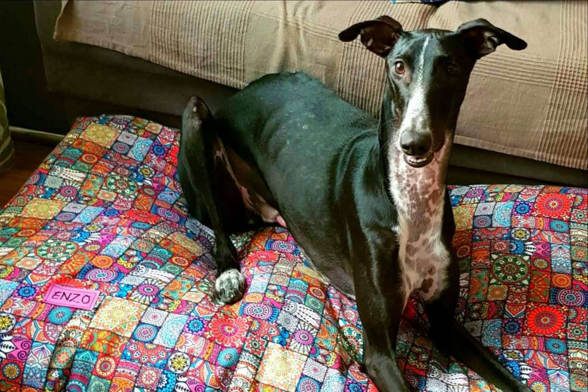 Las camas para mascotas de Patitas Barcelona