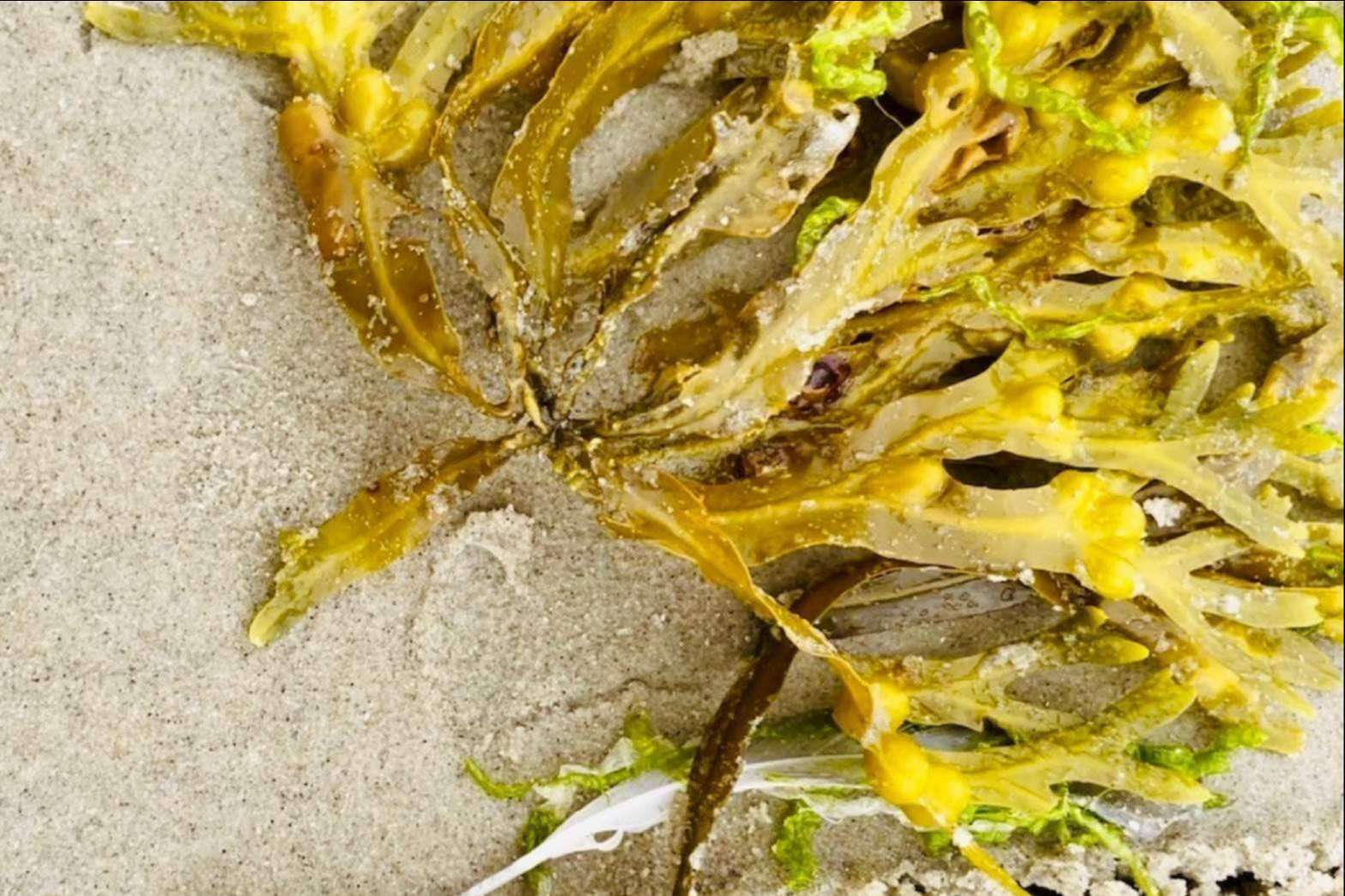 Laboratorio Viridi: ¿Cuáles son los A-efectos del Fucoidan que garantizan la salud cardiovascular, celular y de microbiota?