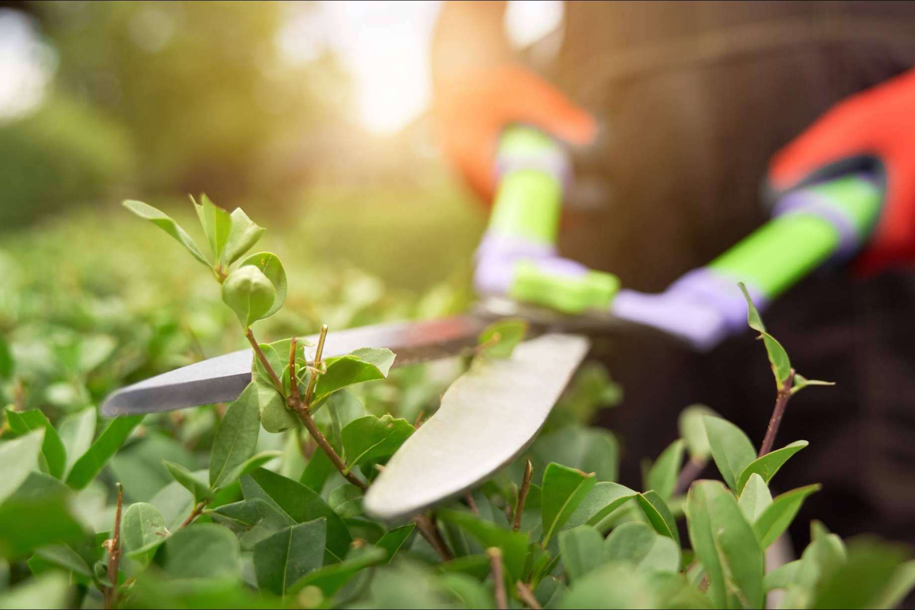 Eliminar las malas hierbas con las herramientas de jardín del amplio catálogo de Modrego Hogar