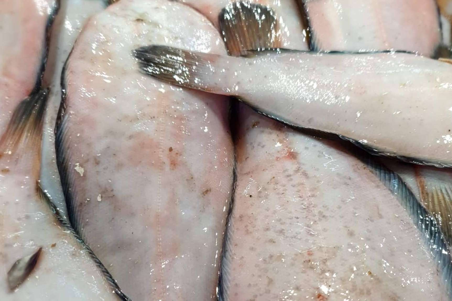 El pescado blanco y el pescado azul de Comprarpescadoonline son la base de una dieta equilibrada