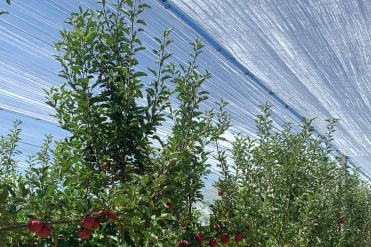 AGRICOLOR, proteger los cultivos de los golpes de sol con la tecnología de AGRALIA