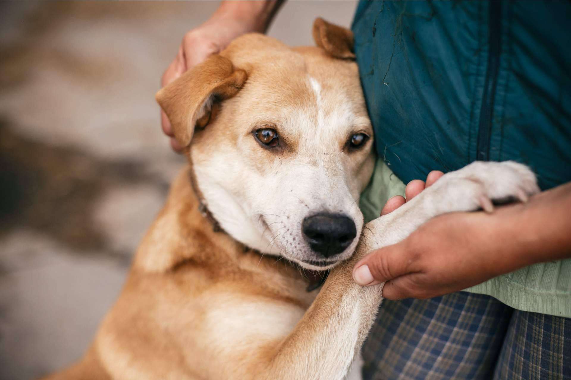 El proyecto Adopta un Animal cuenta con tienda online propia para ayudar a fundaciones y protectoras de animales