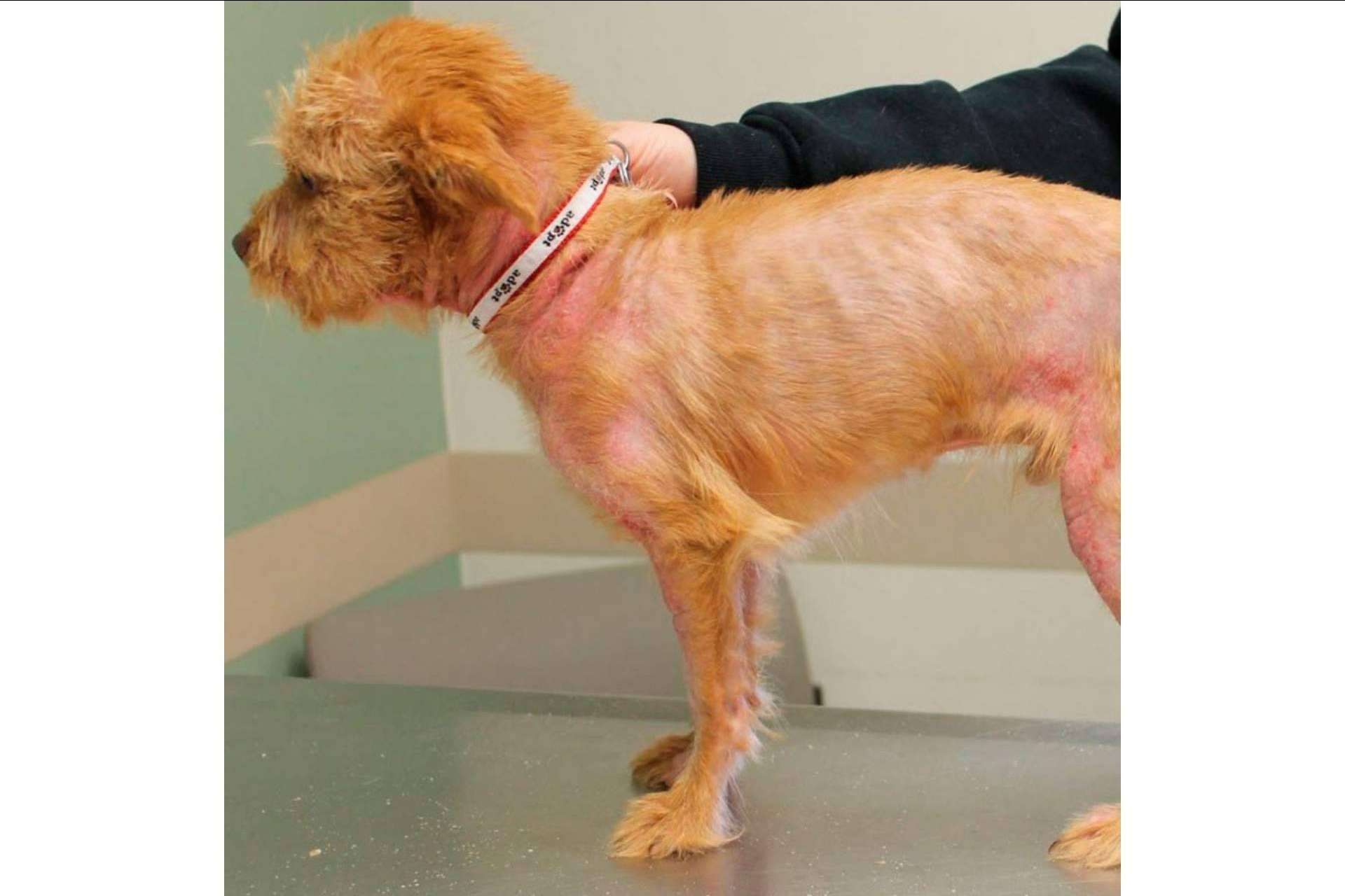 ¿Qué es el pienso hipoalergénico para perros?