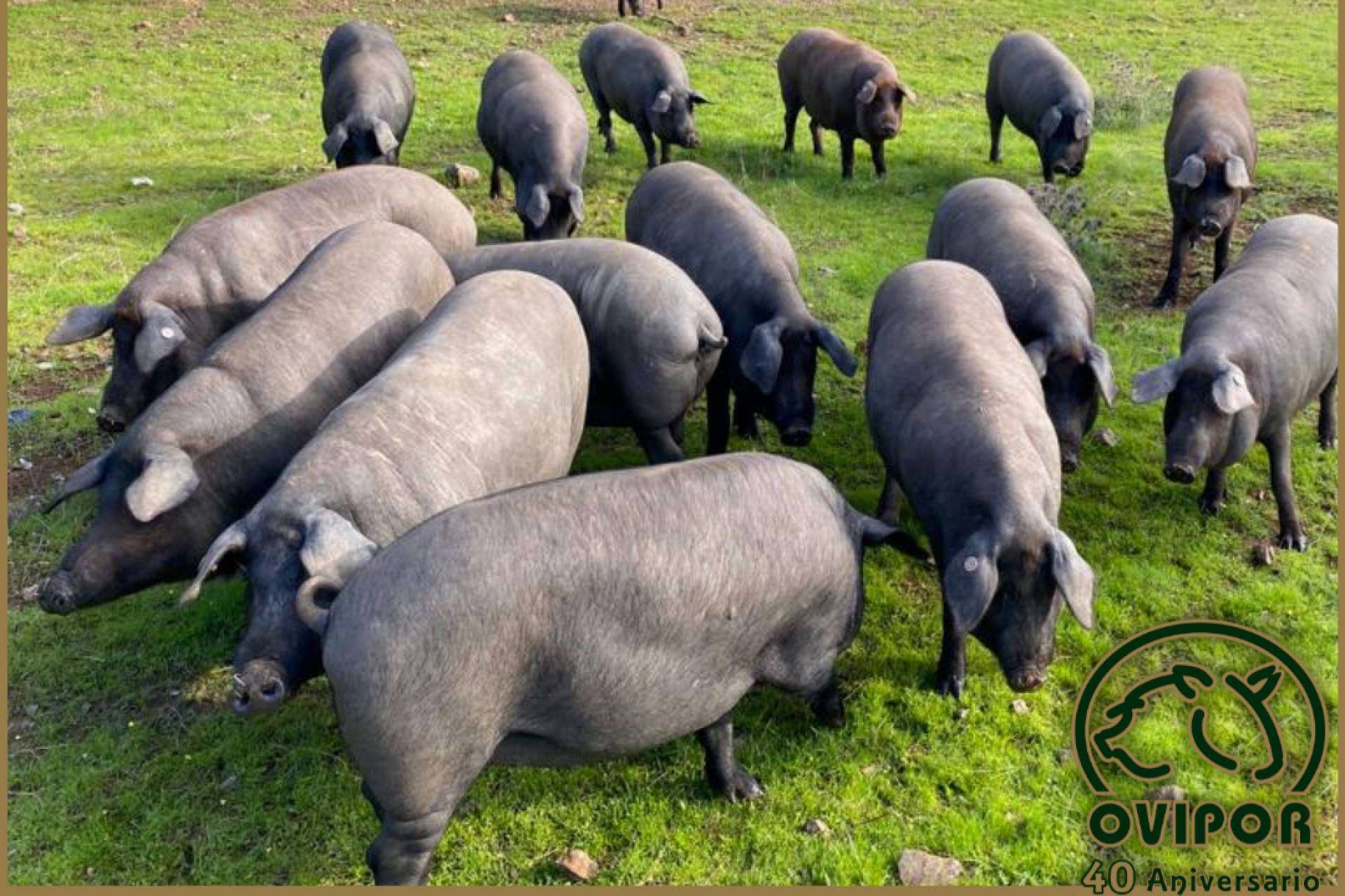 Una trayectoria de 40 años en la producción ganadera y comercialización de productos ibéricos es lo que caracteriza a la cooperativa onubense Ovipor S.C.A.