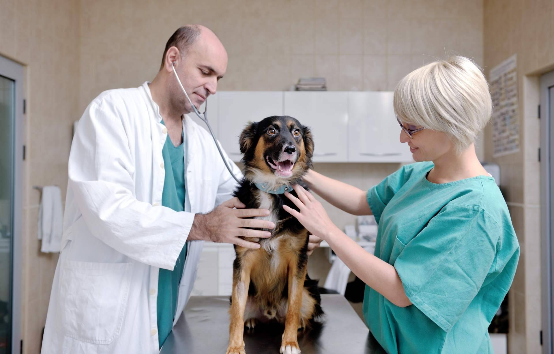El seguro veterinario mejor valorado del mercado en Trustpilot
