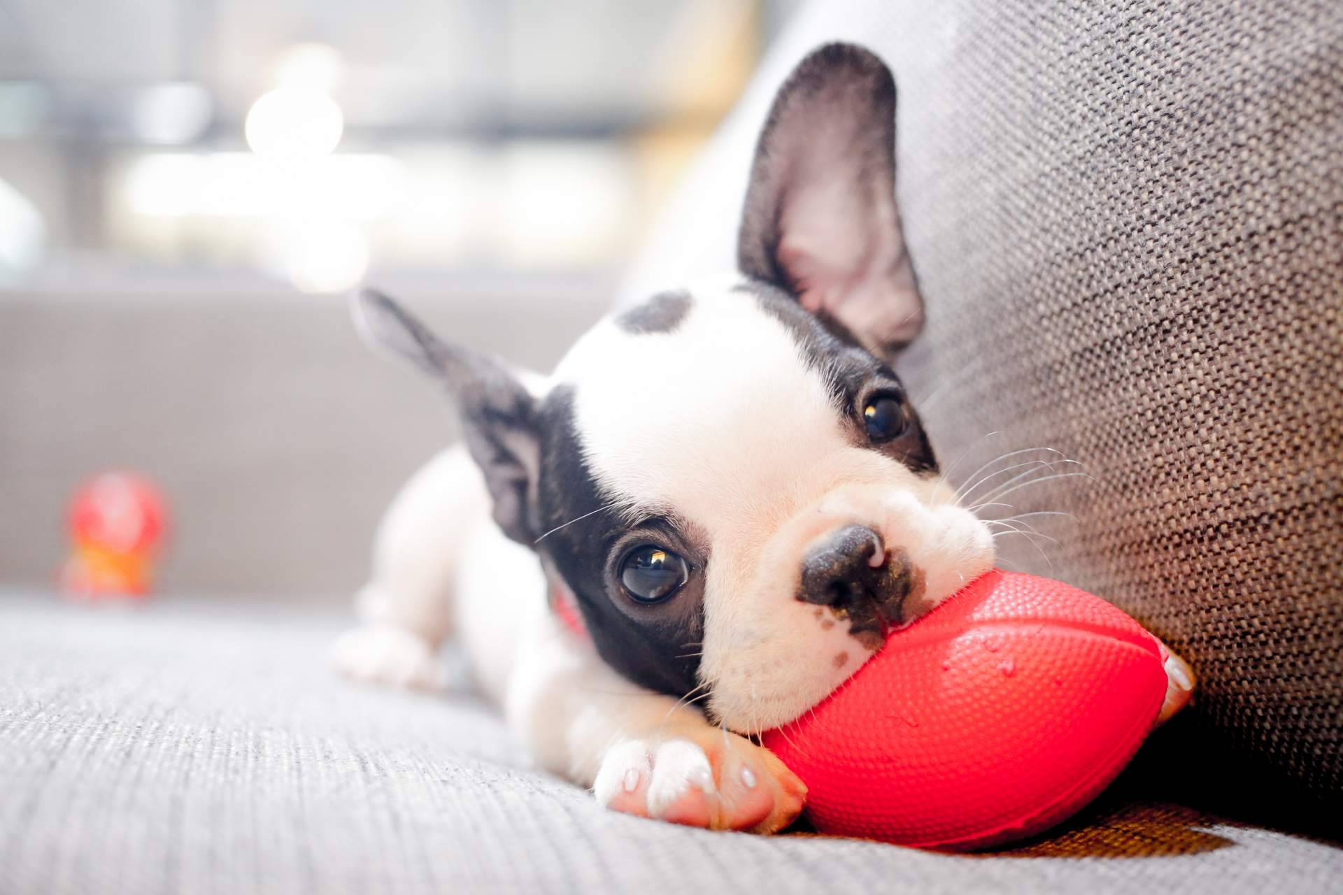 Comprar cachorros sanos en una tienda fiable como 101 Cachorros es fundamental
