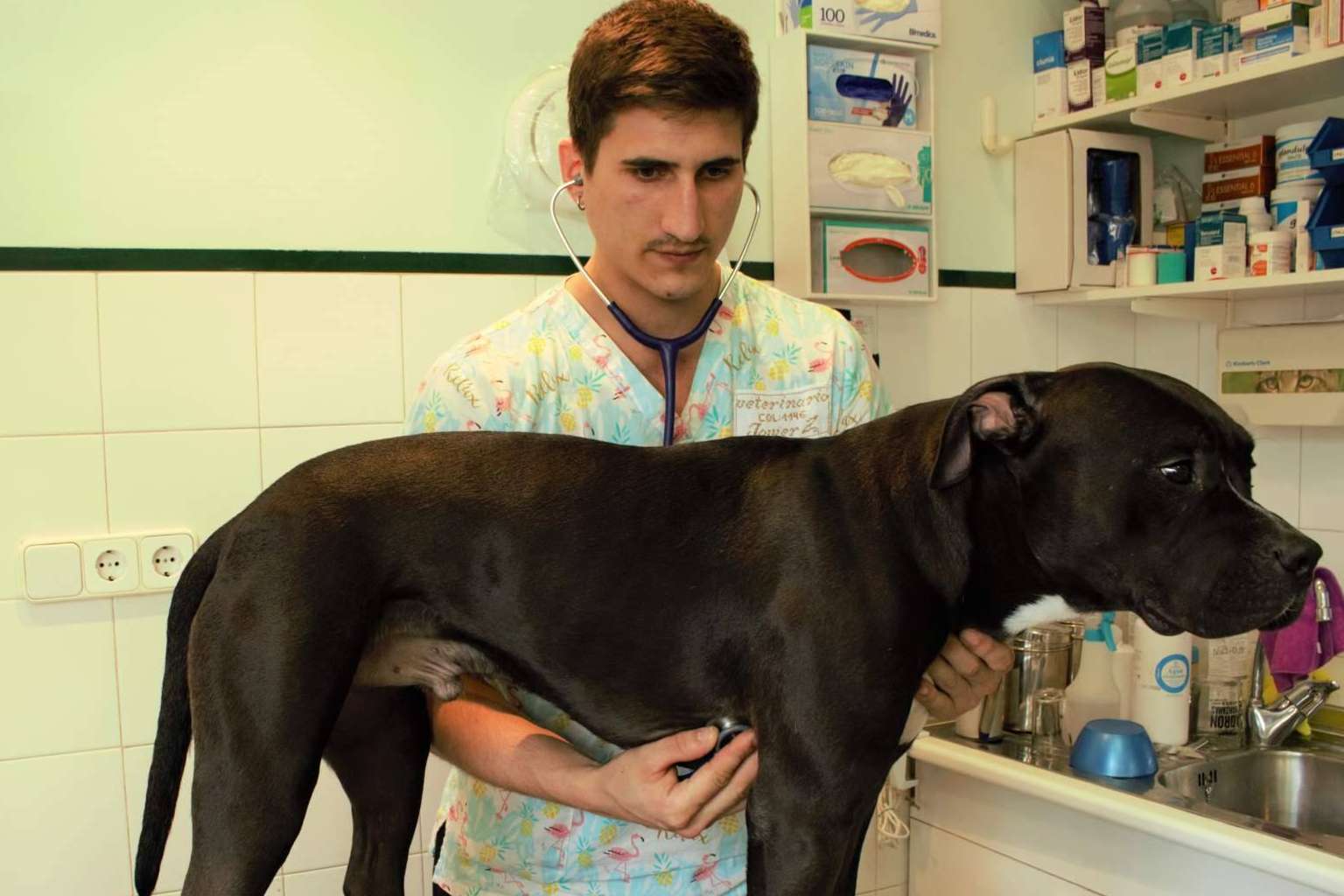 Amplio catálogo de productos en la tienda de mascotas online de la clínica veterinaria Zalavet, en Burlada