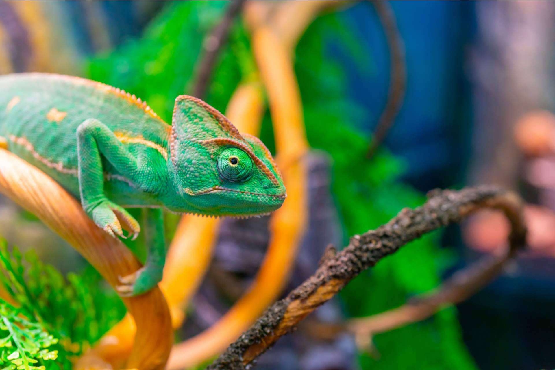 ¿Es fácil tener un terrario en casa?, tener un reptil como mascota