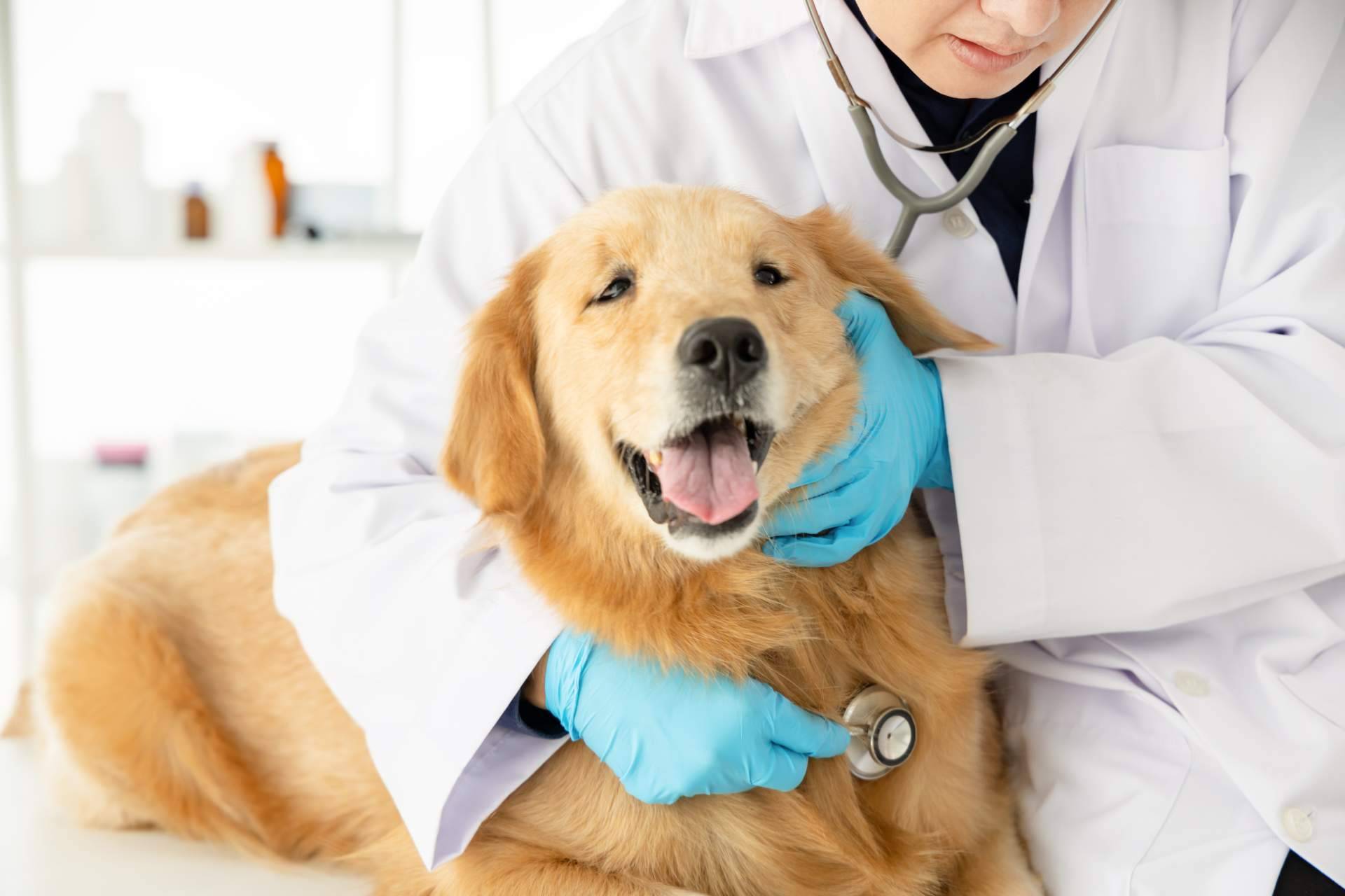 1 Click Vet, el innovador servicio de veterinario a domicilio las 24 horas del día