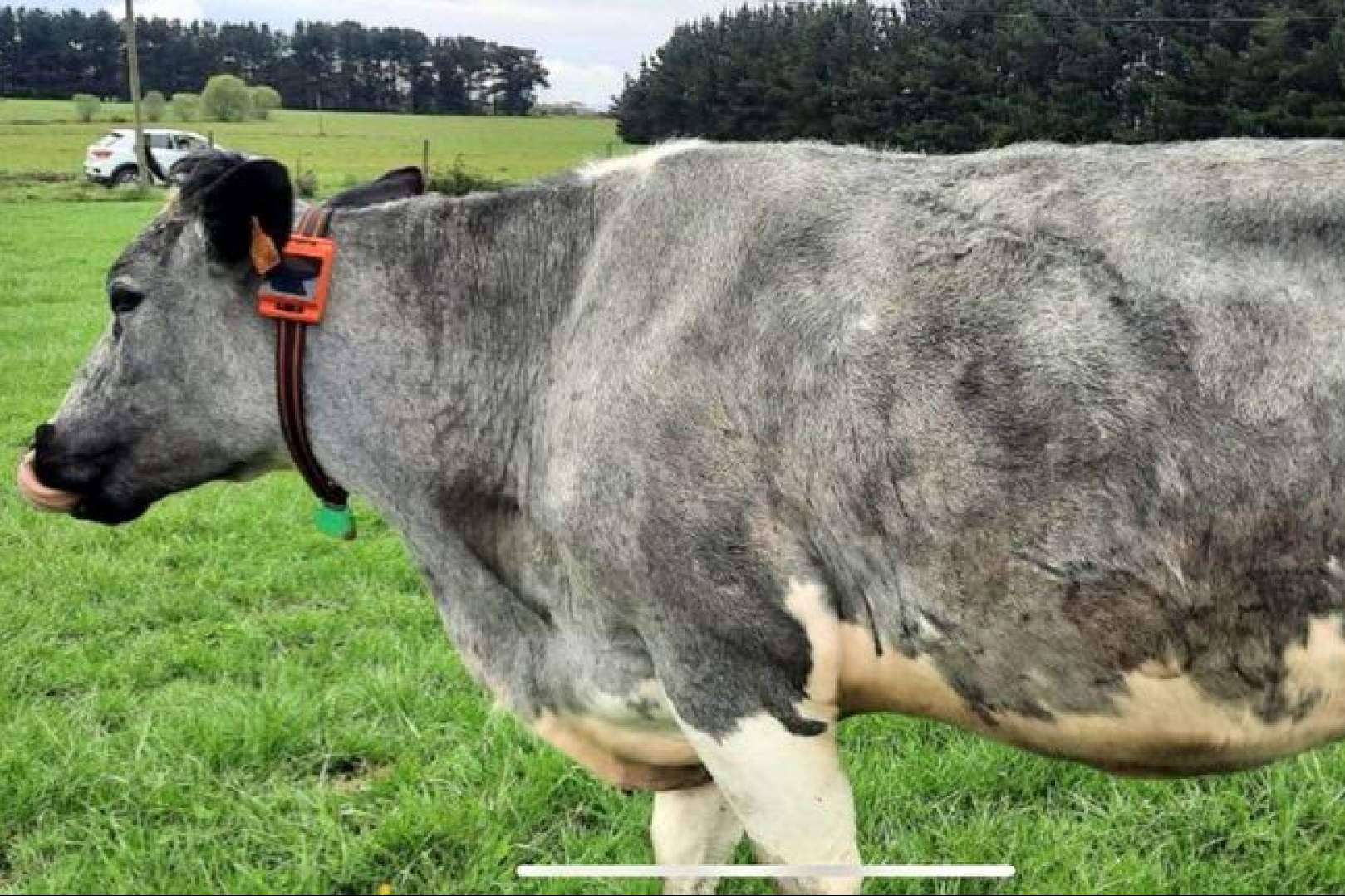 Hablar con las vacas, la innovación ganadera de la mano de dos empresas gallegas