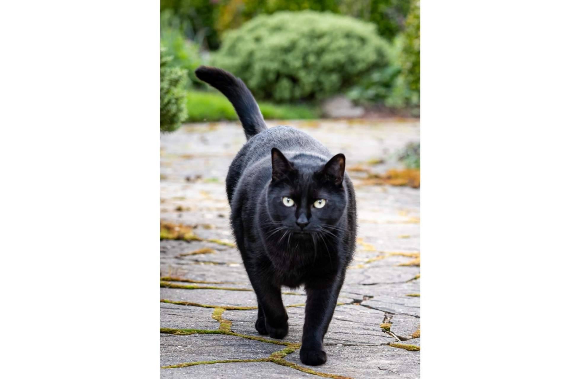 A la hora de ser adoptados, los gatos negros sufren el mayor índice de rechazo