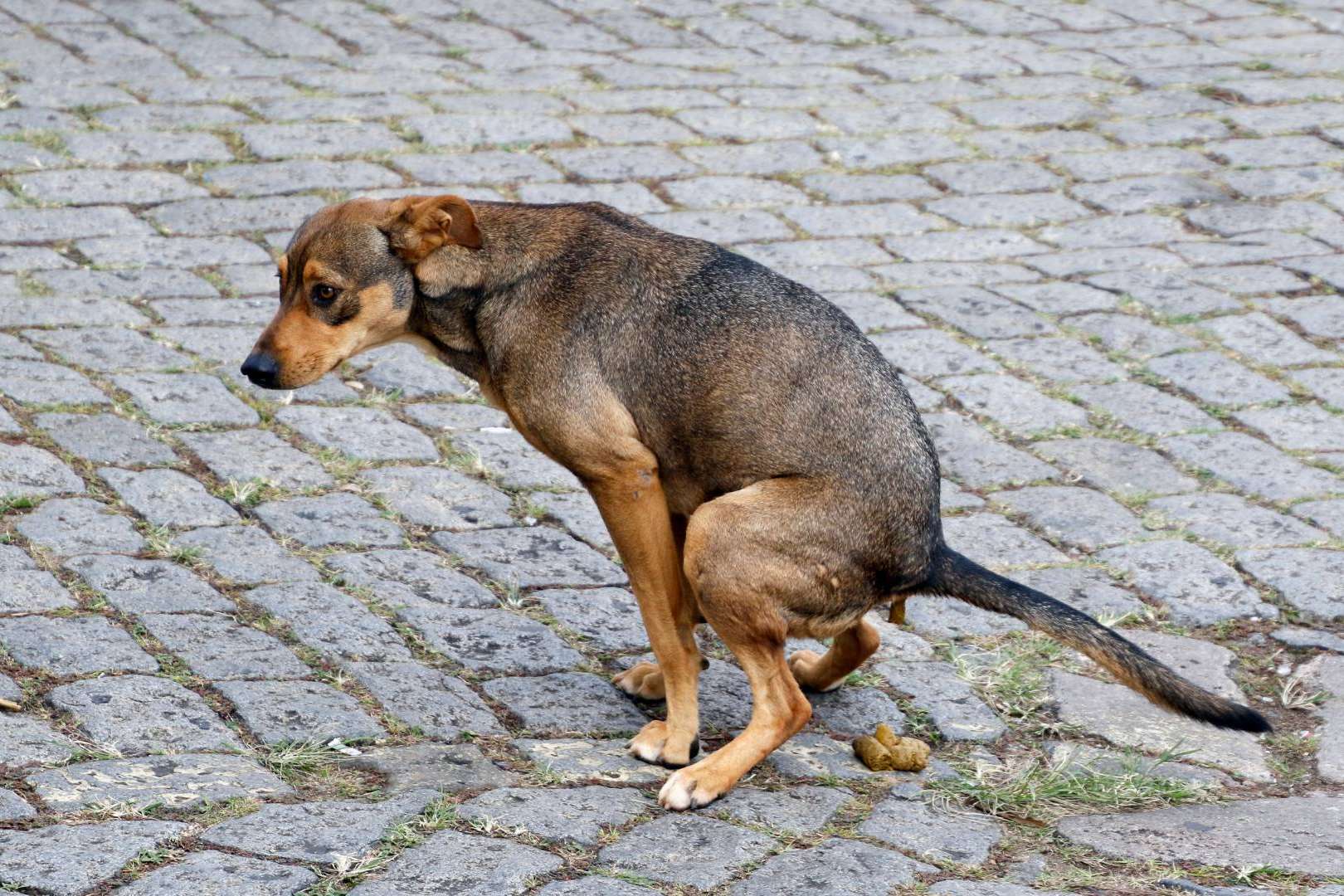 Censo canino y control de heces mediante el ADN canino