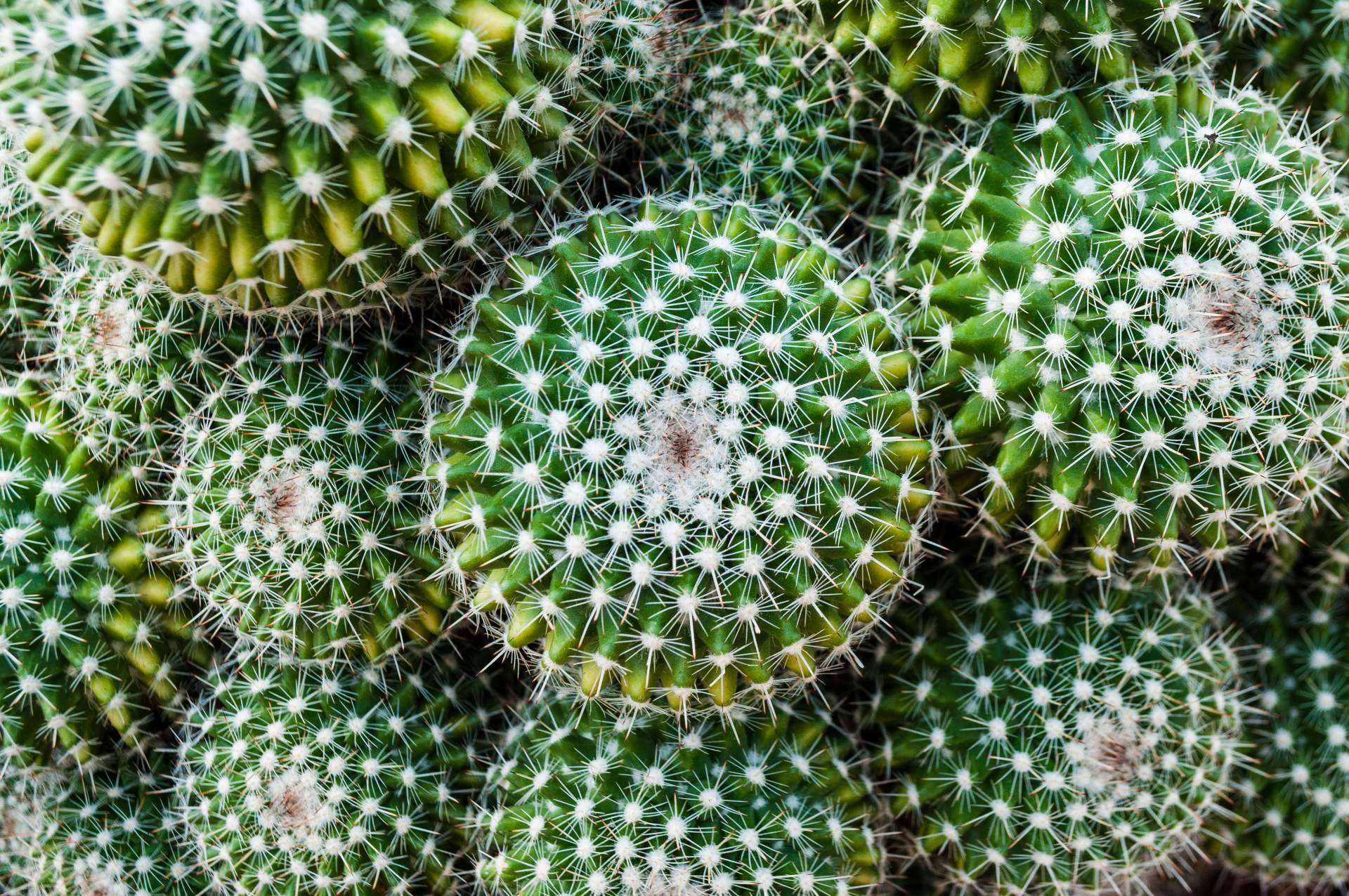 Comprar un cactus online de la mano de Cómprate Un Cactus