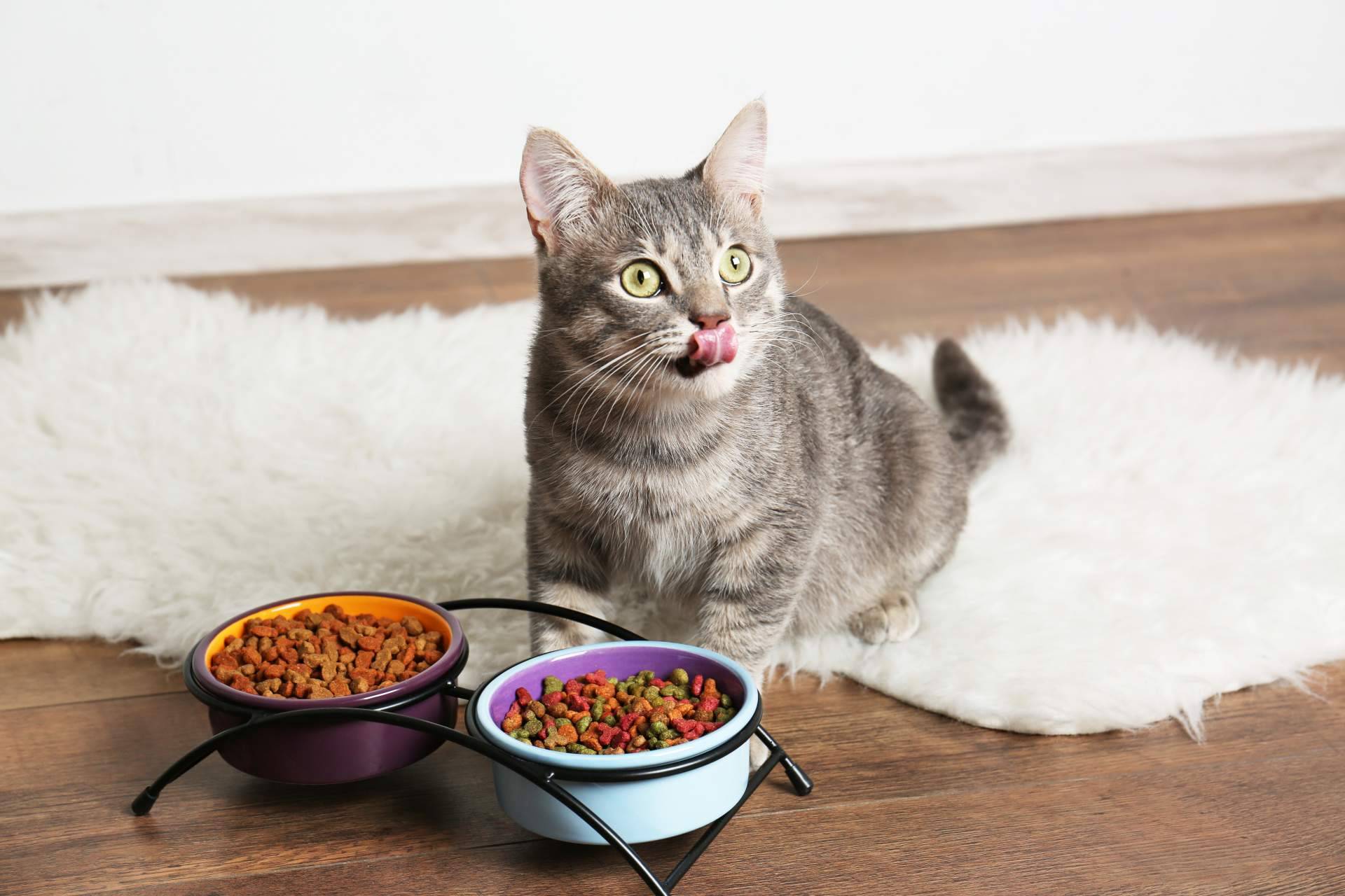La alimentación y los snacks de origen natural para mascotas