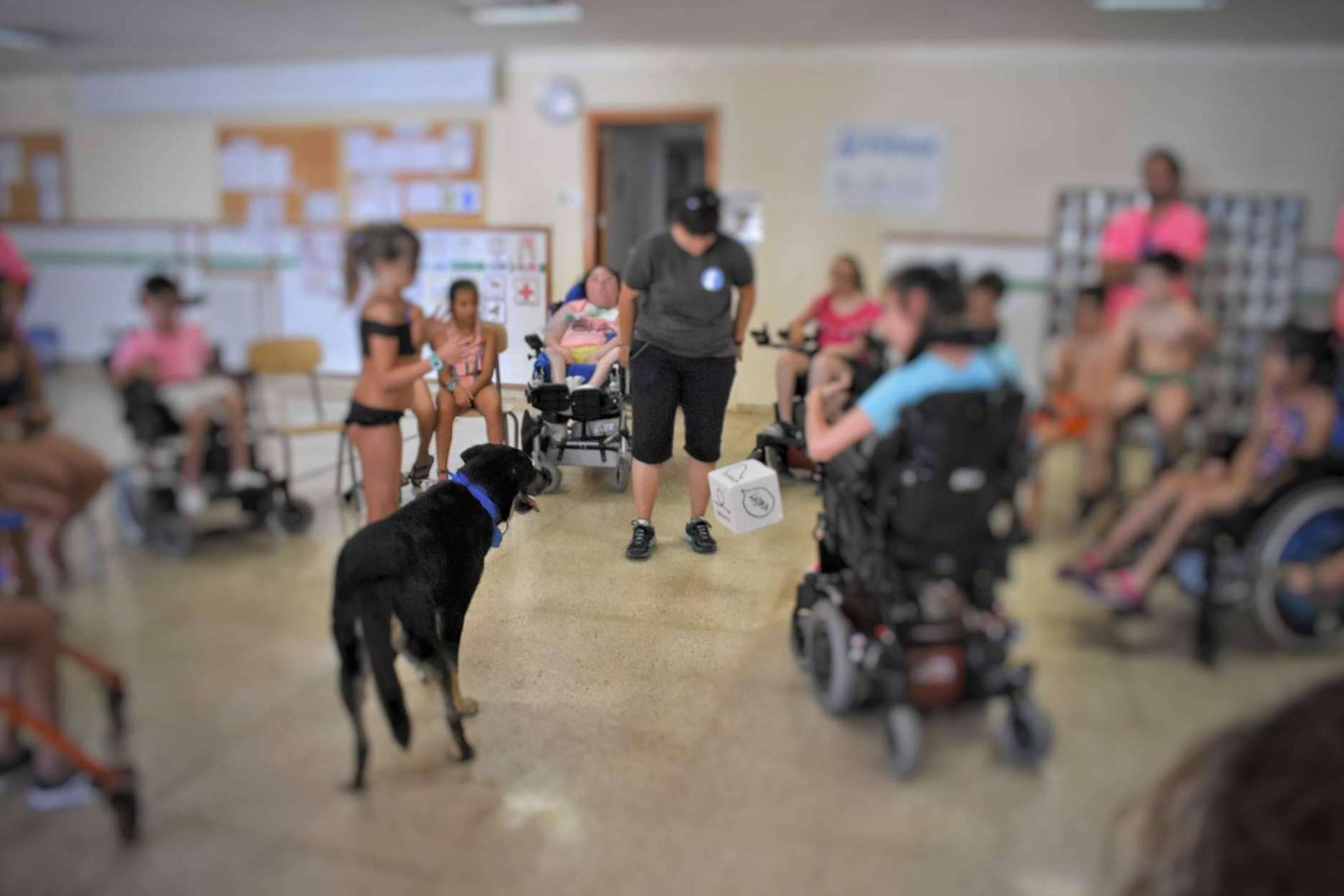 Terapia asistida con perros de la mano de la Asociación Española de Perros de Apoyo