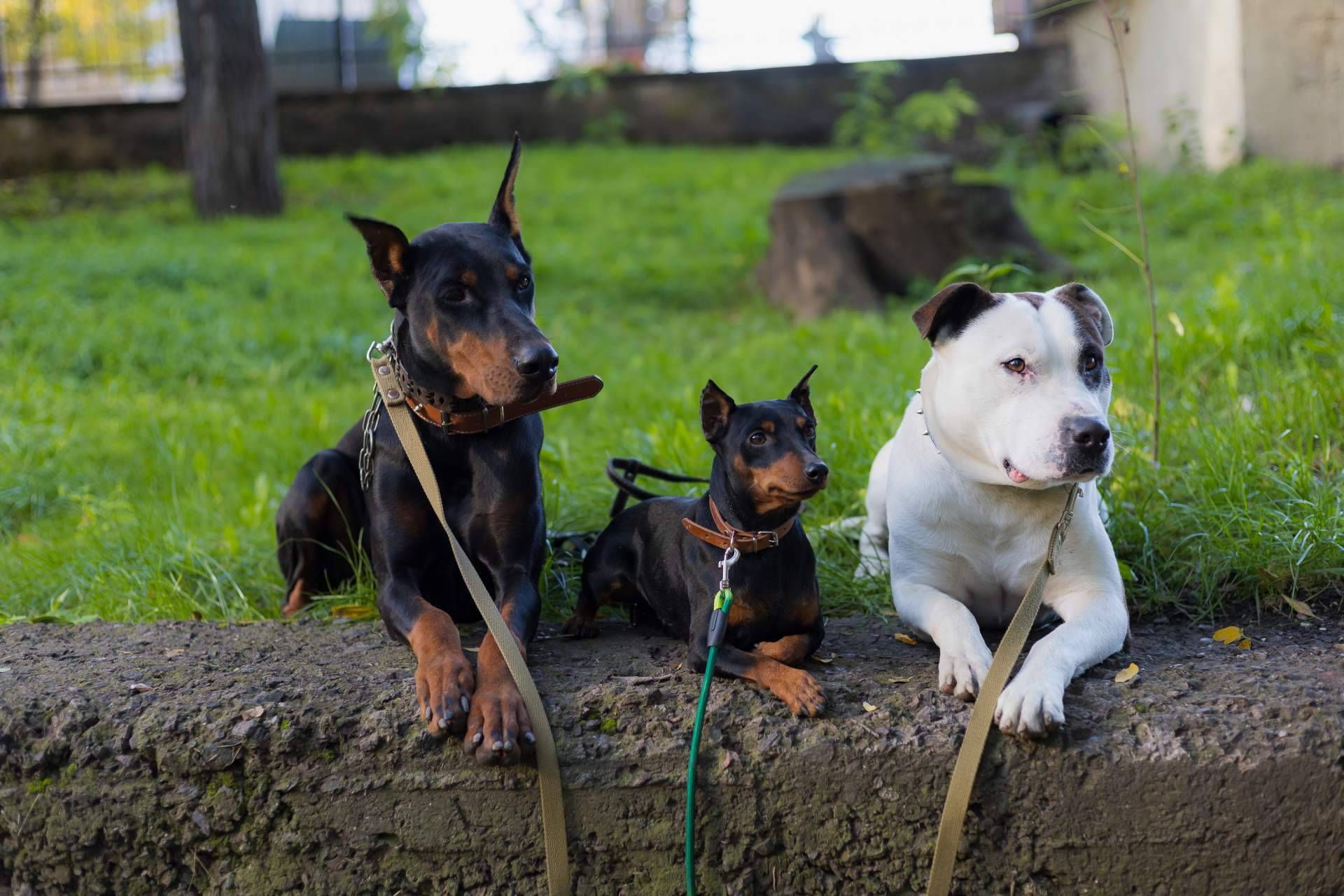 La verdad sobre los perros potencialmente peligrosos
