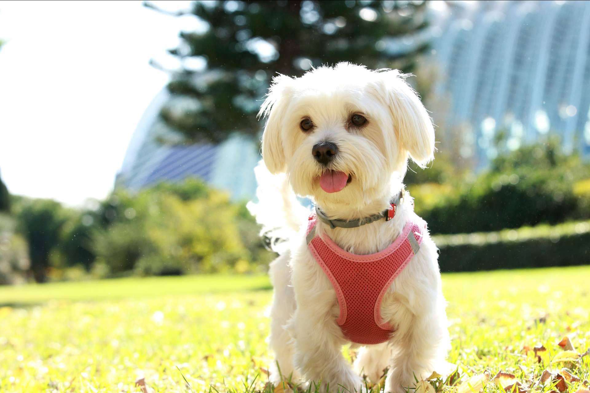 ¿Por qué es importante adquirir un cachorro sano en un lugar de confianza y con años de experiencia como Tienda Cachorro?