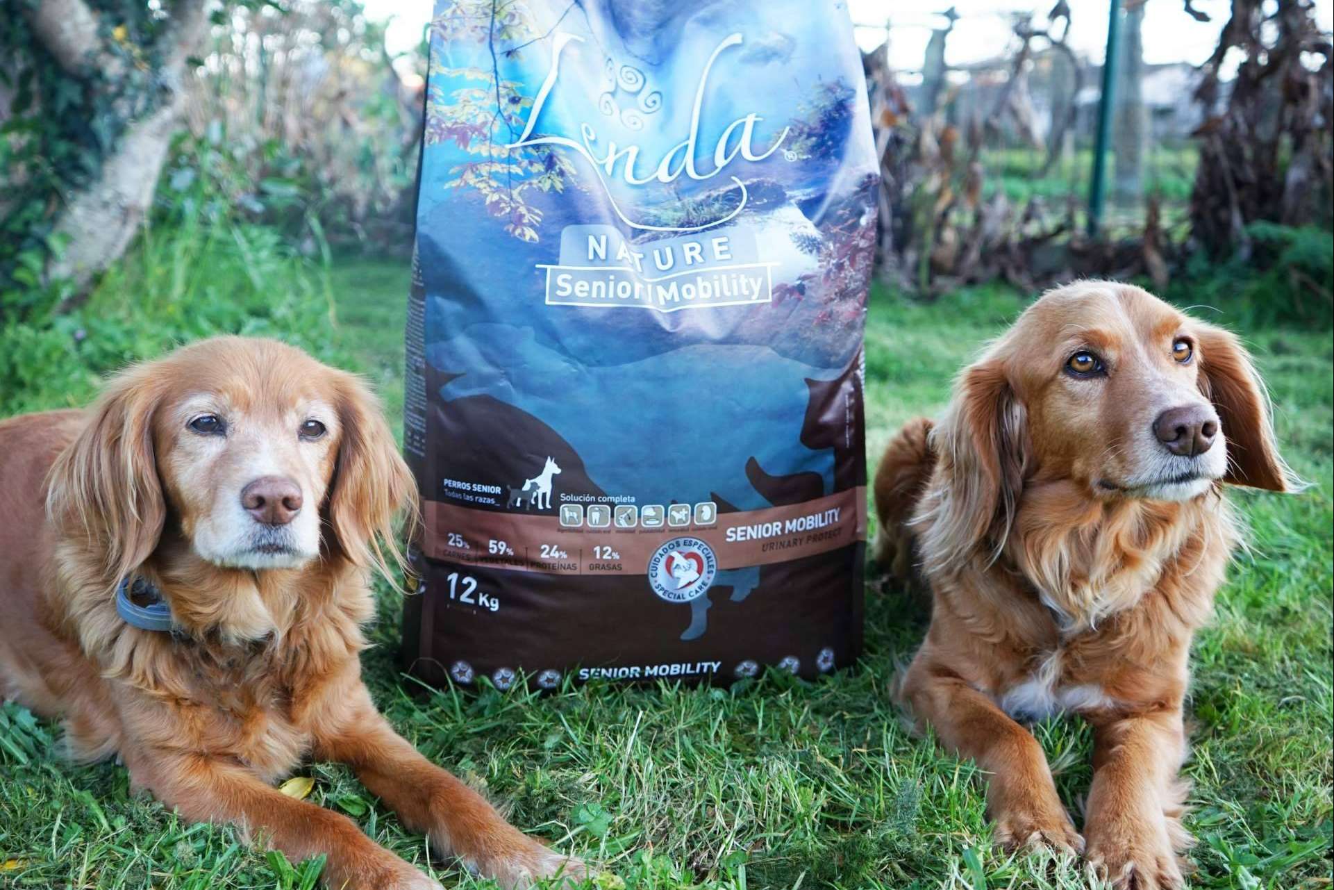 ¿Cómo puede influir la alimentación en la salud de los perros?