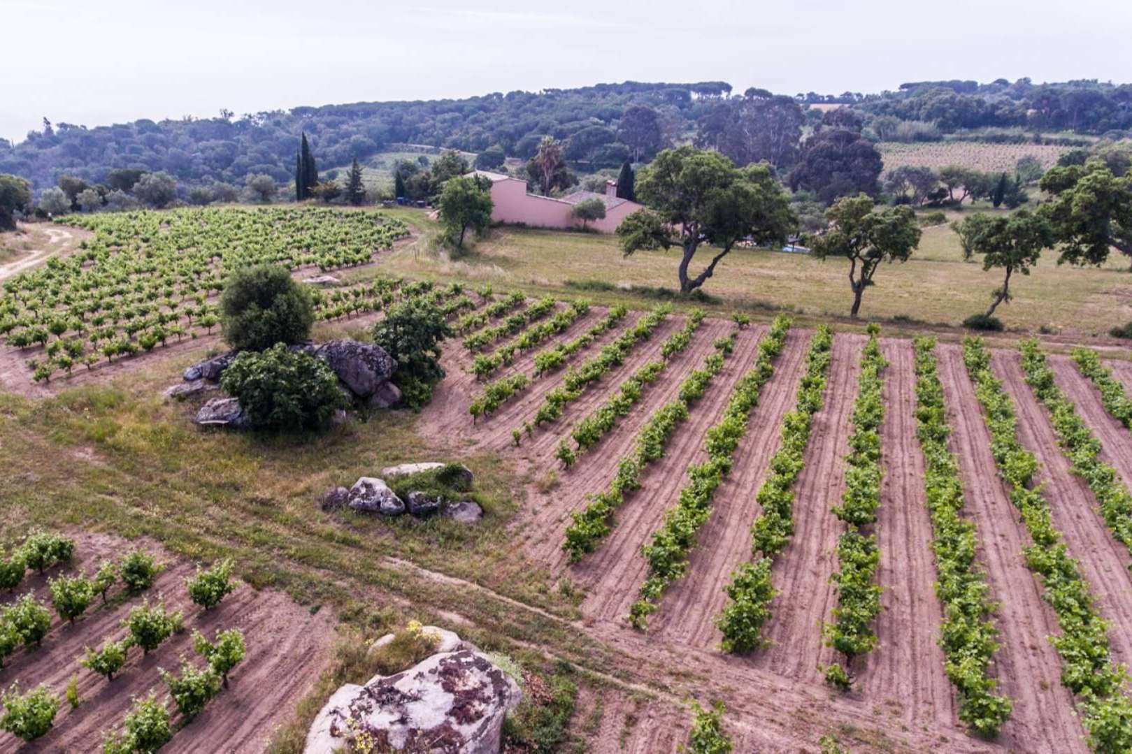 Los vinos de Viníric, la bodega situada en Calonge