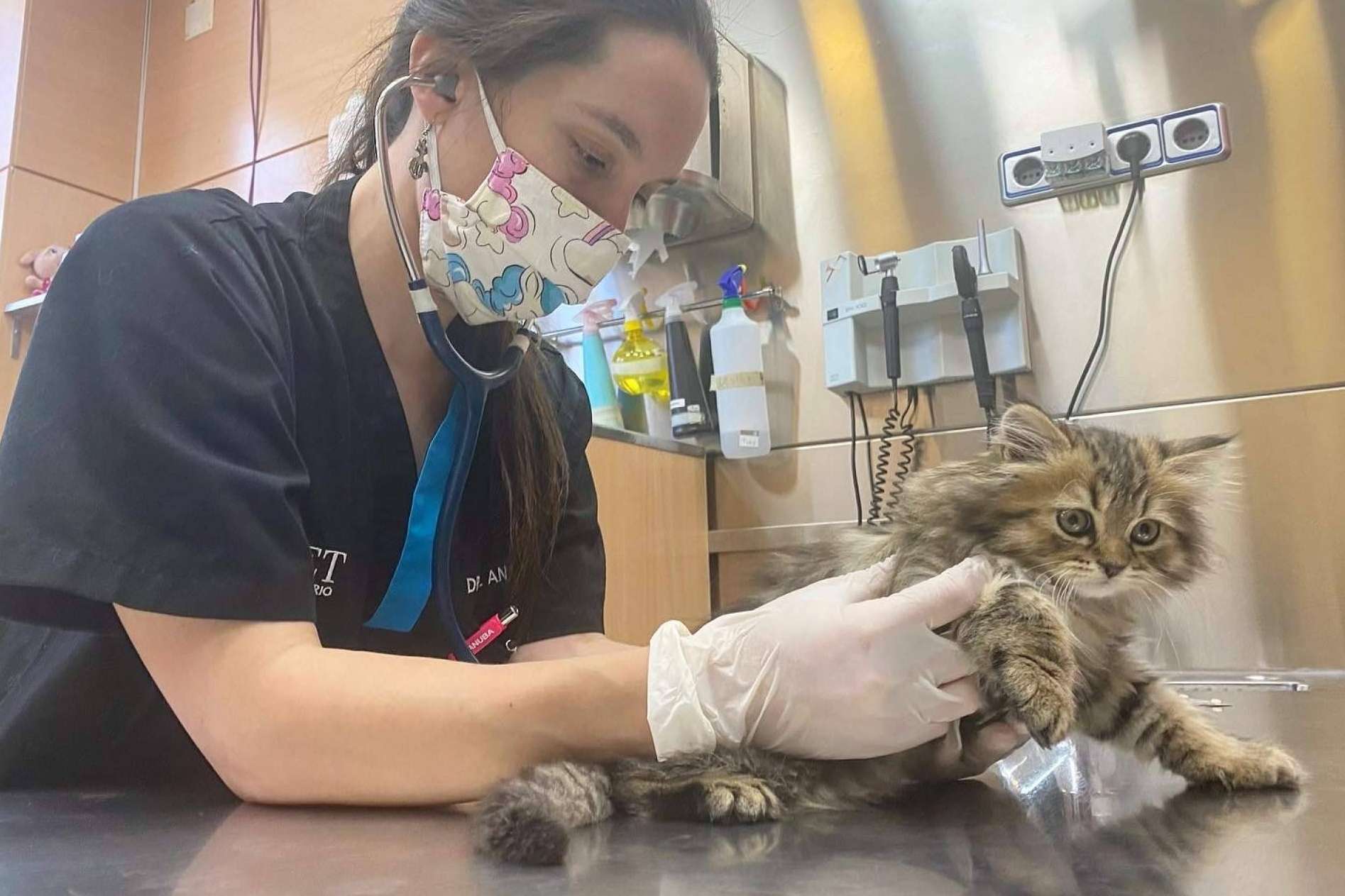 ¿Cómo prevenir el síndrome del gato paracaidista? Los consejos del Hospital Veterinario El Bosque