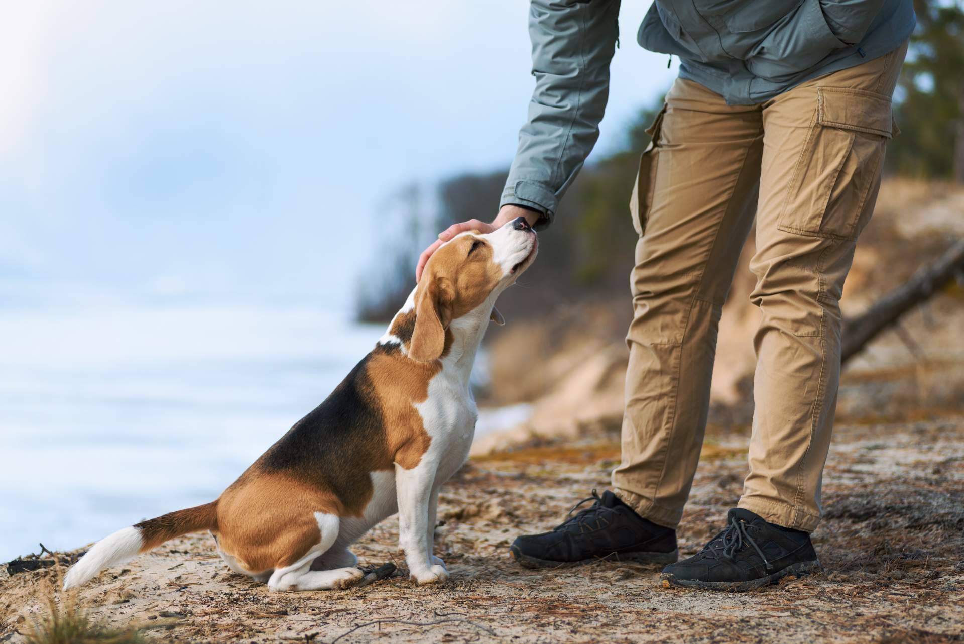 Trabajar el comportamiento de los animales de compañía con refuerzo positivo, de la mano del equipo de Antrozoología
