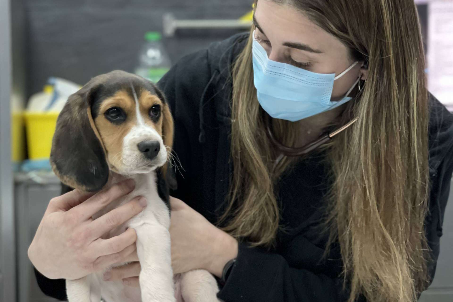 El Hospital Veterinario El Bosque sobre los golpes de calor en mascotas durante el verano