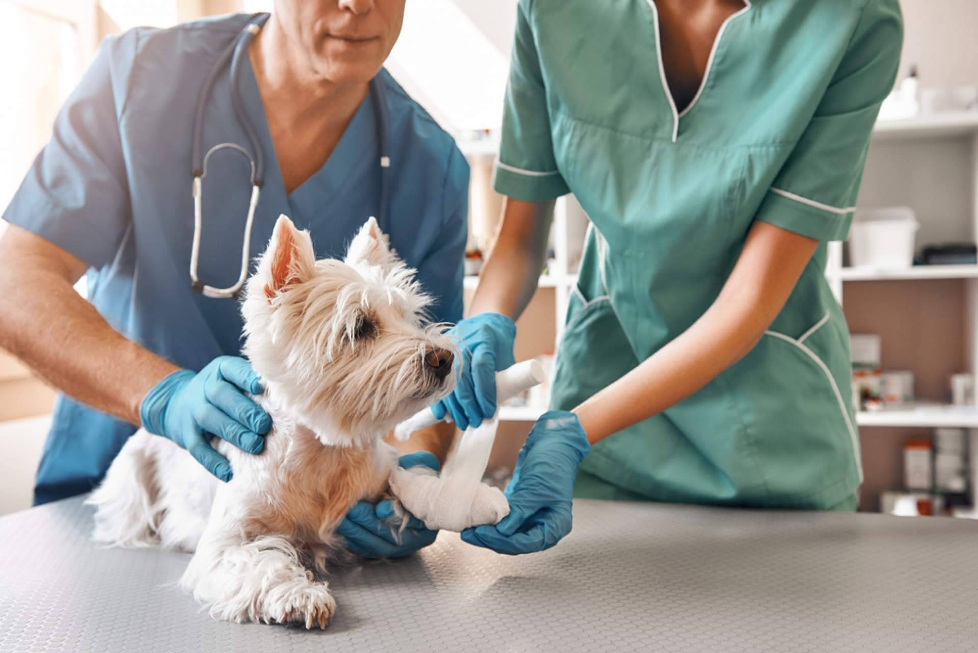 Curso de Auxiliar Veterinario de la mano de VetFormación