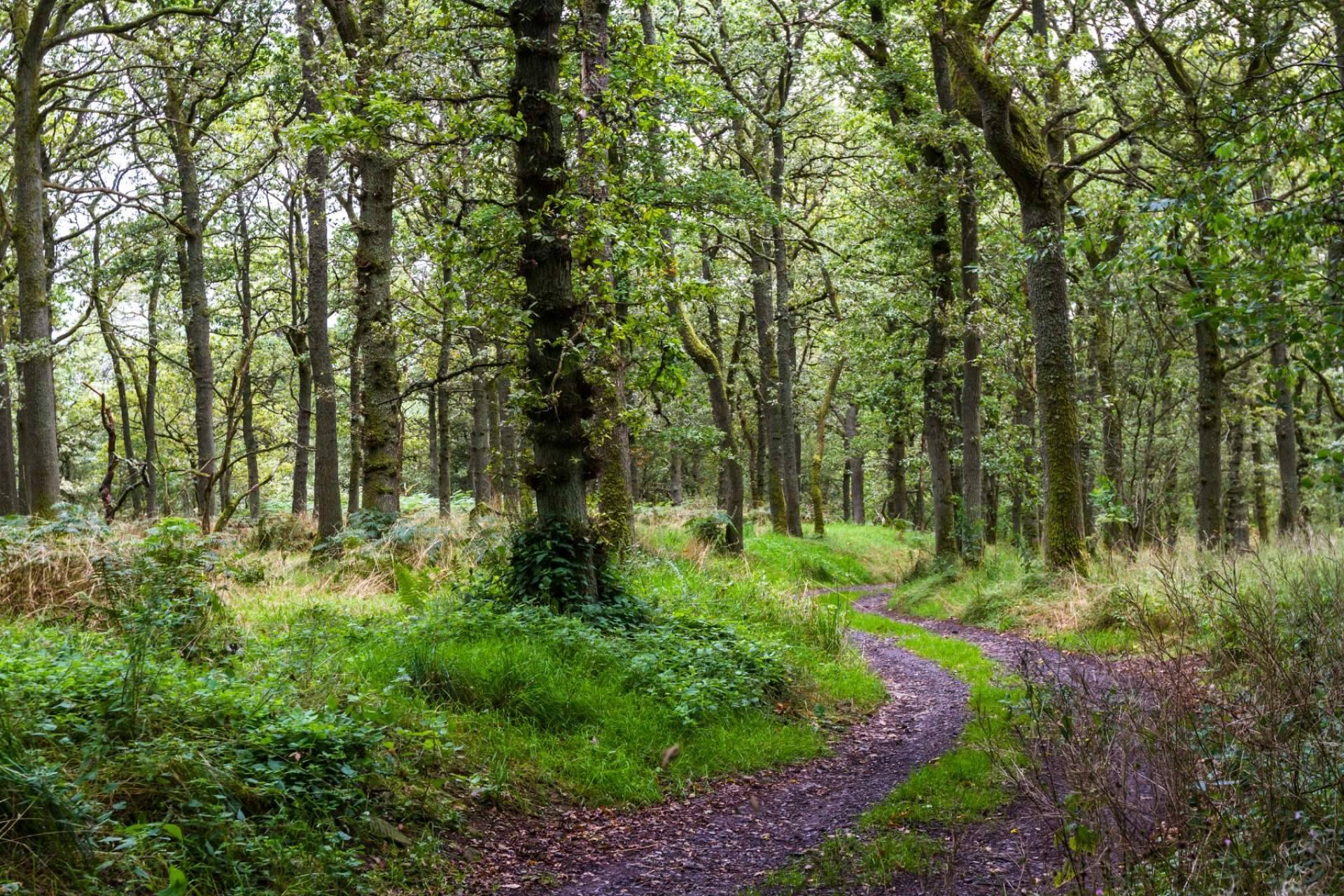 Crear conciencia de cómo cuidar el planeta con el programa de salud medioambiental de WellWo