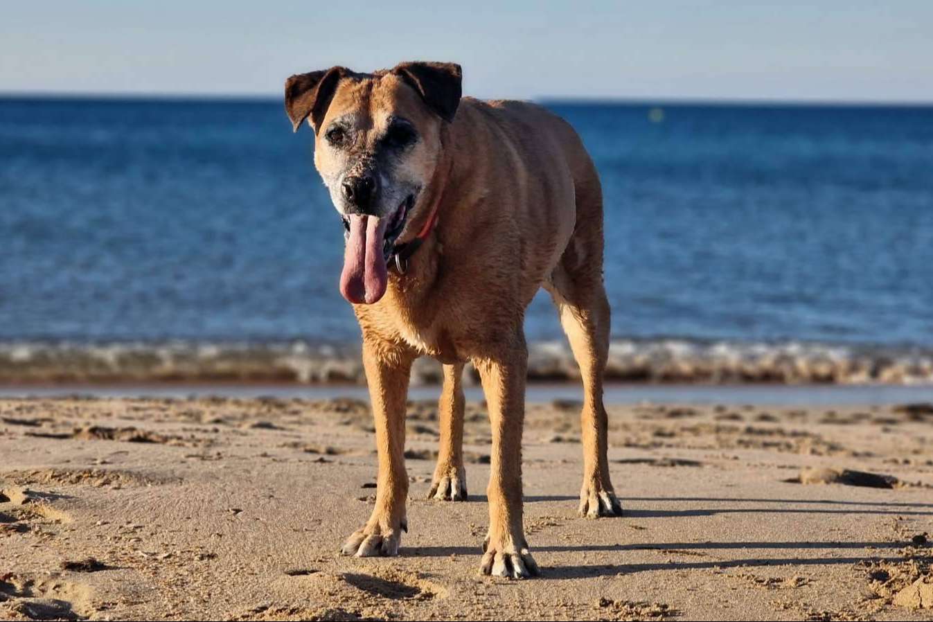 Guardería de día para el cuidado de los perros, con PERROBUENO