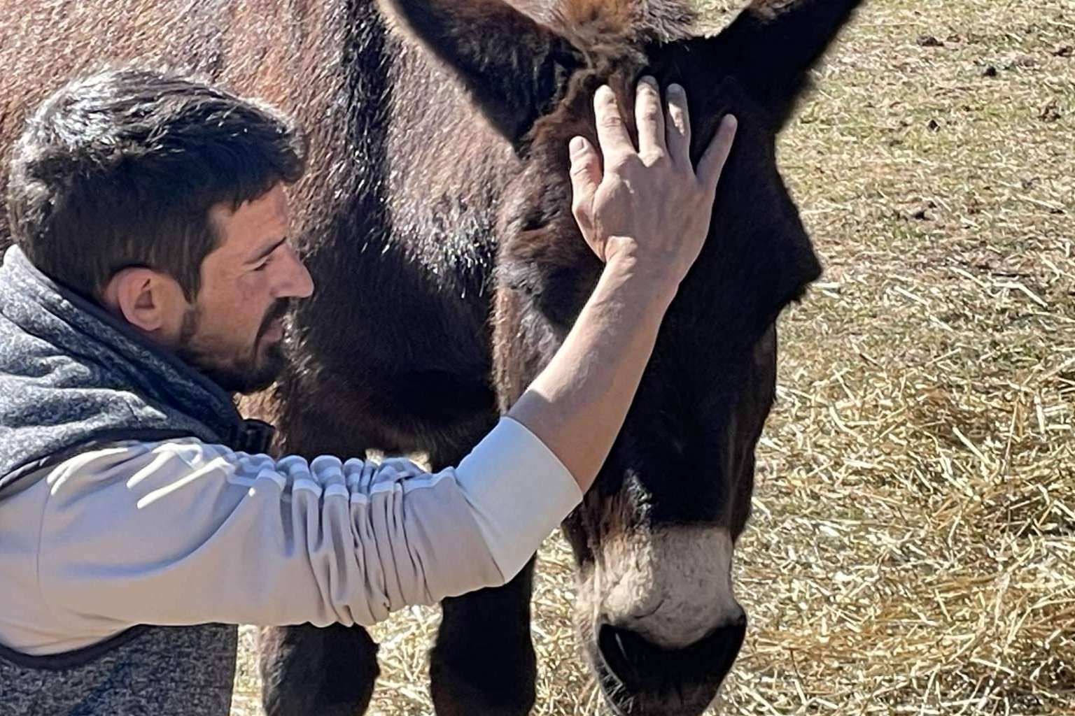 Desarrollar la inteligencia emocional gracias a los beneficios de los caballos libres