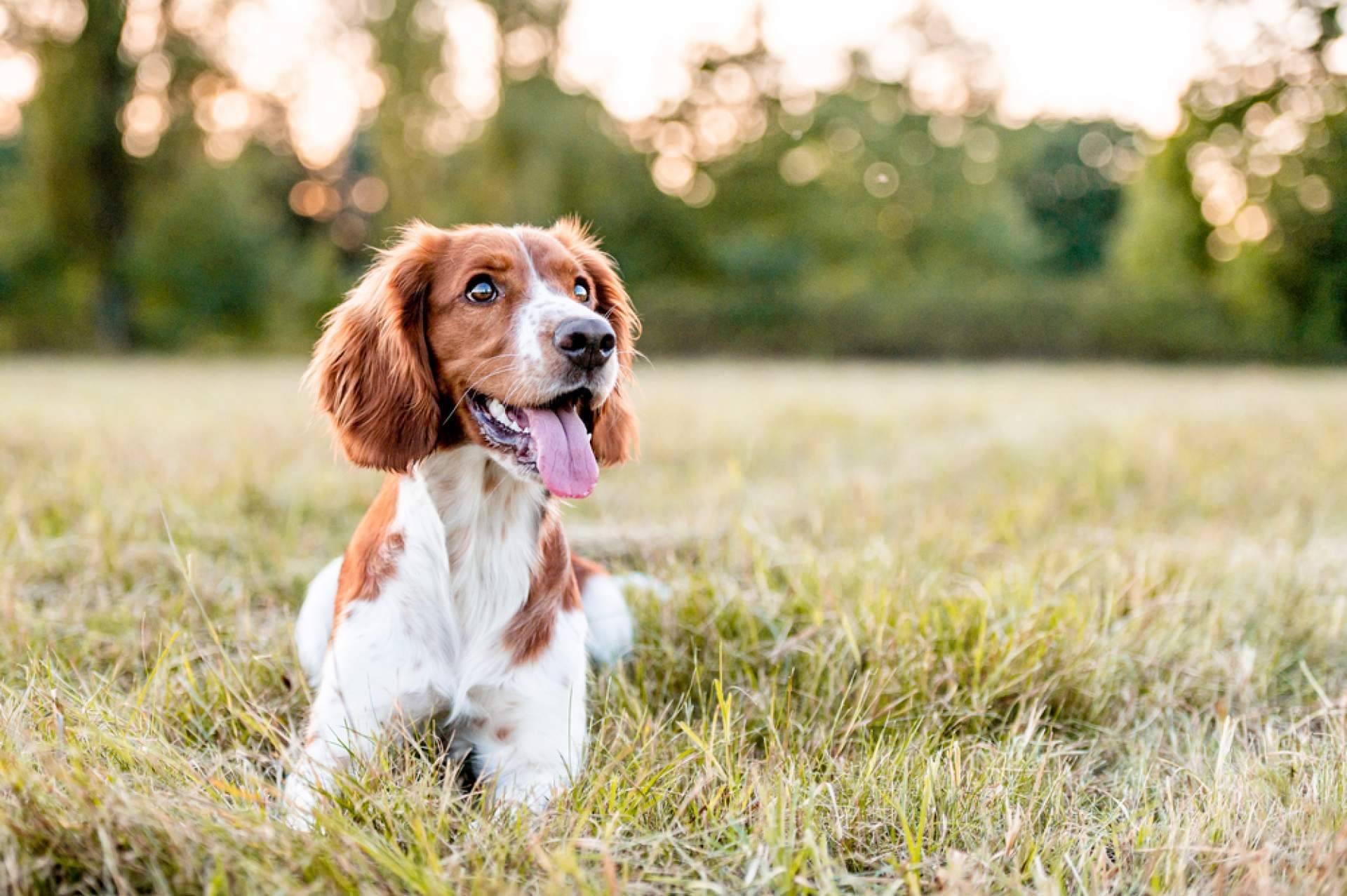 PERROBUENO, la guardería canina que da importancia al bienestar, la salud y la comunicación social de las mascotas