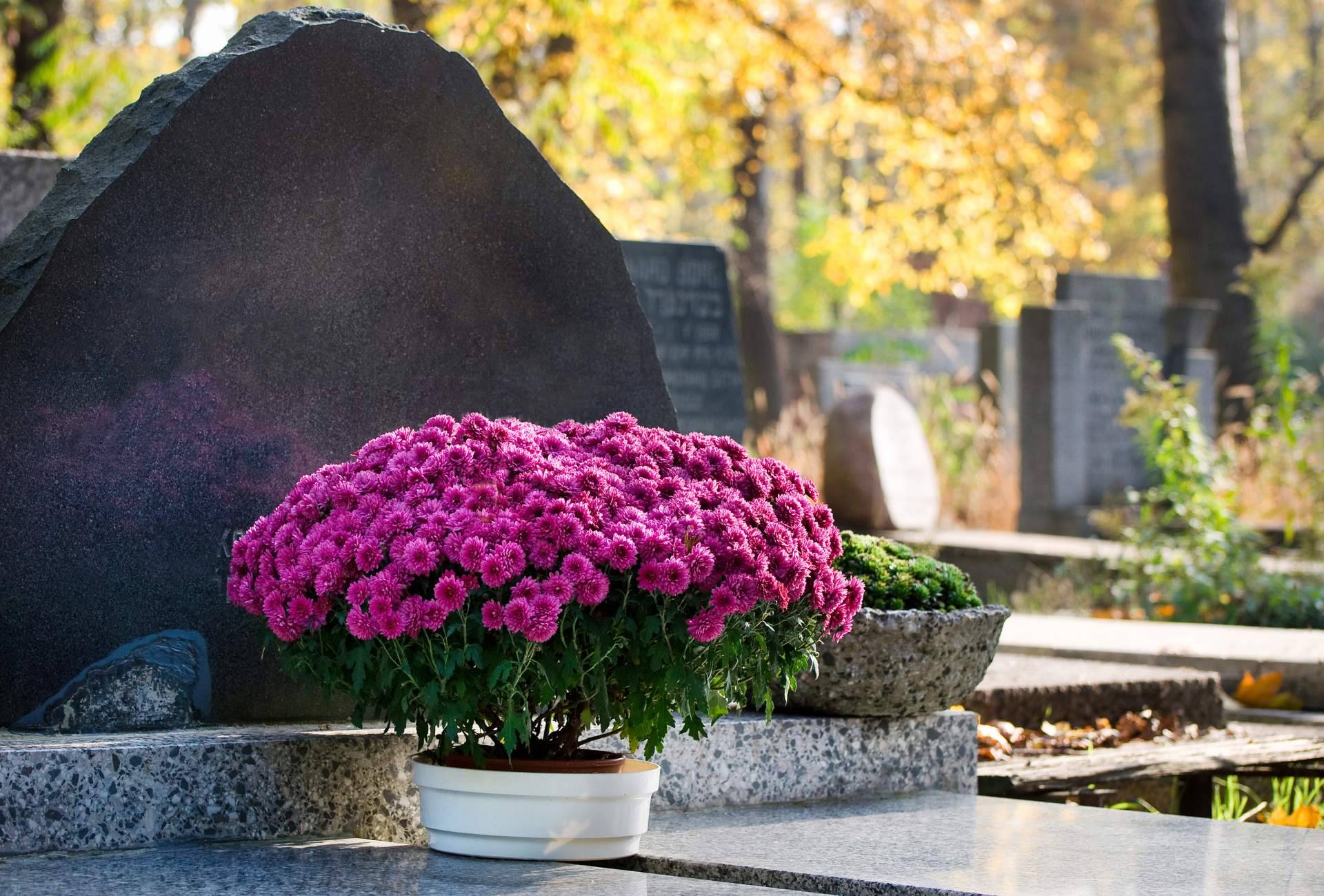 En el Día de Todos los Santos, el interés por las flores para el cementerio crece en un 800 %
