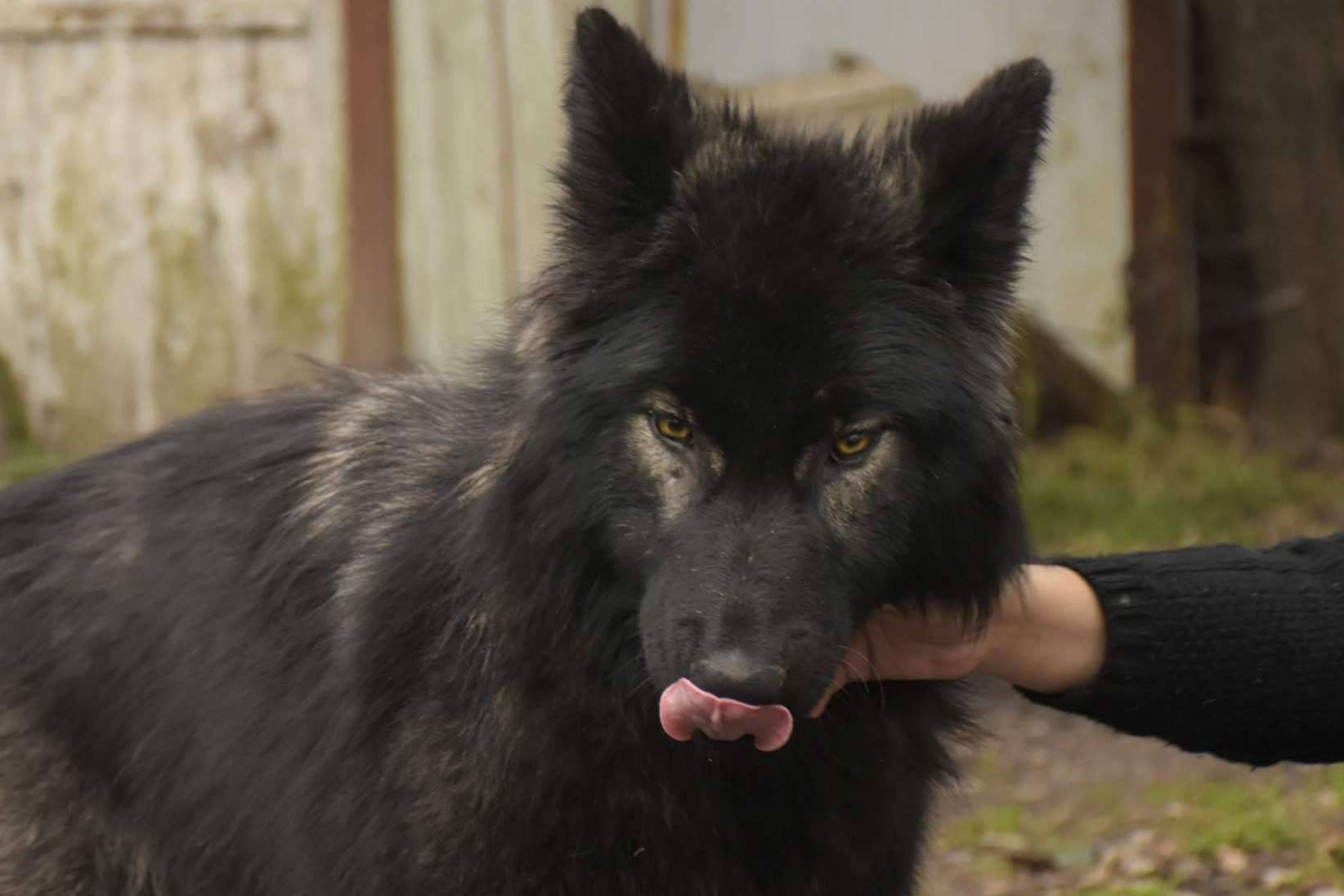 Perro Lobo Americano o Wolfdog, de los mitos y leyendas a las realidades