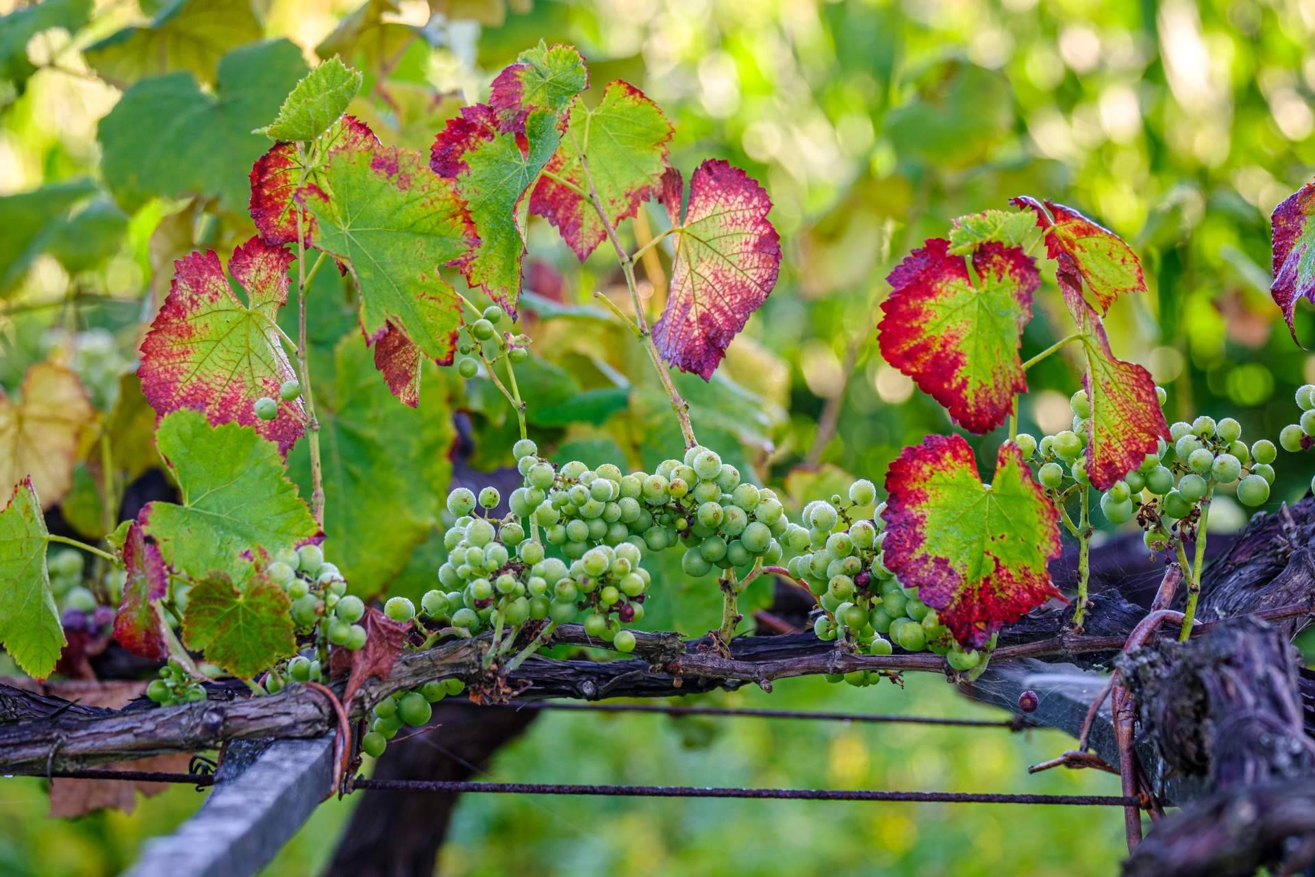Algunos de los vinos y bodegas de D.O Rías Baixas que no se encuentran en un supermercado